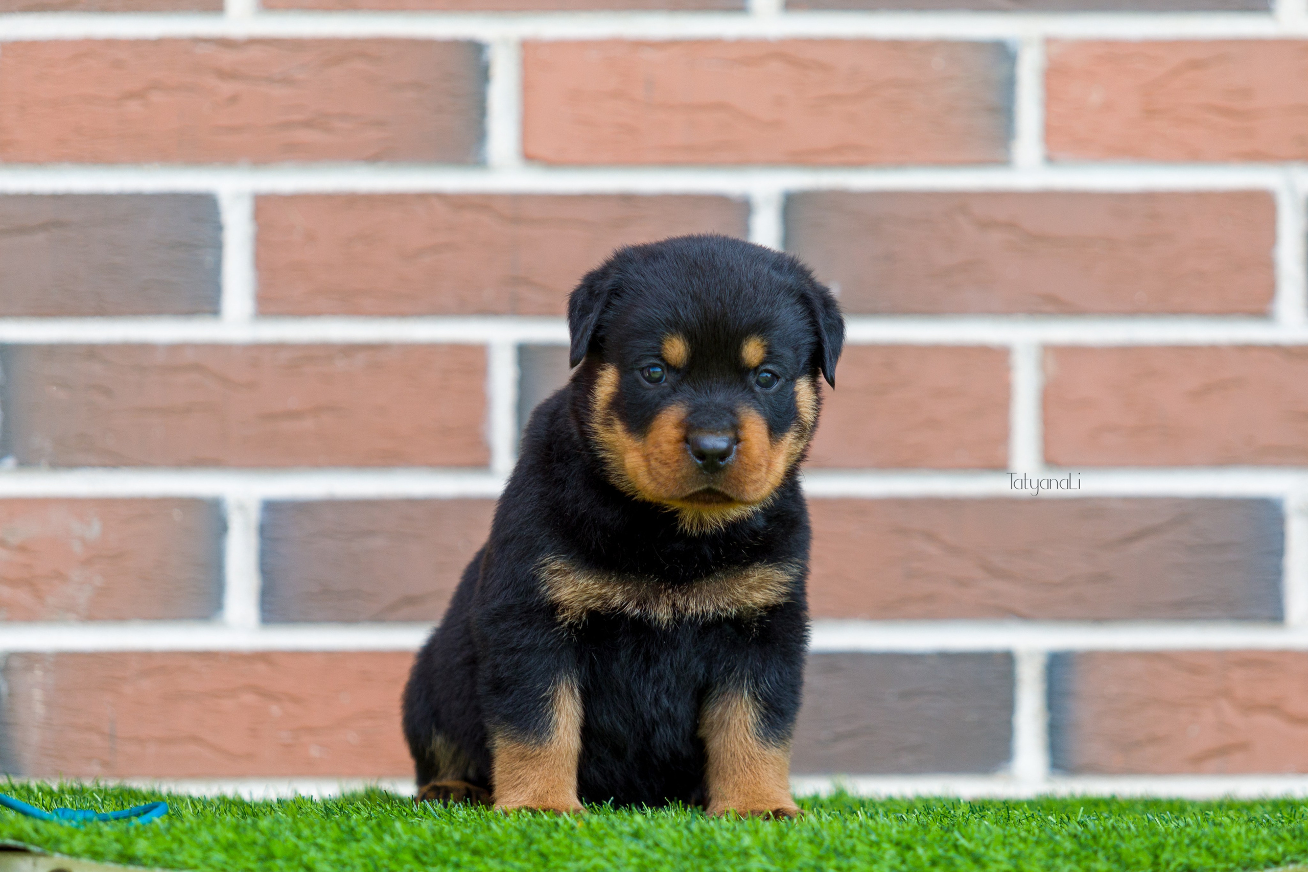 Ротвейлер. Фотограф — анималист Татьяна Ли