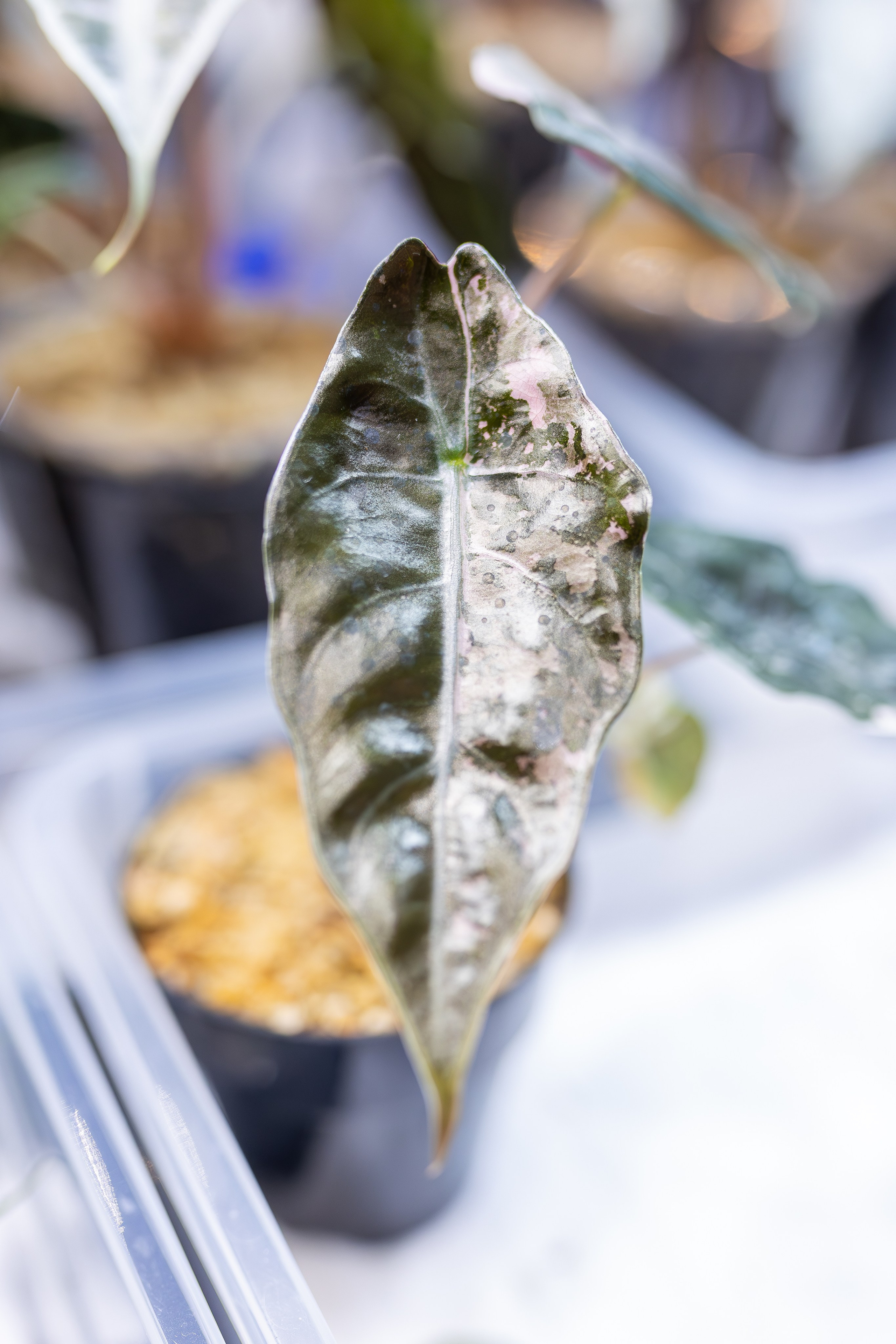 Монстериум апрель 2026. Александра Куликова фотограф, Москва