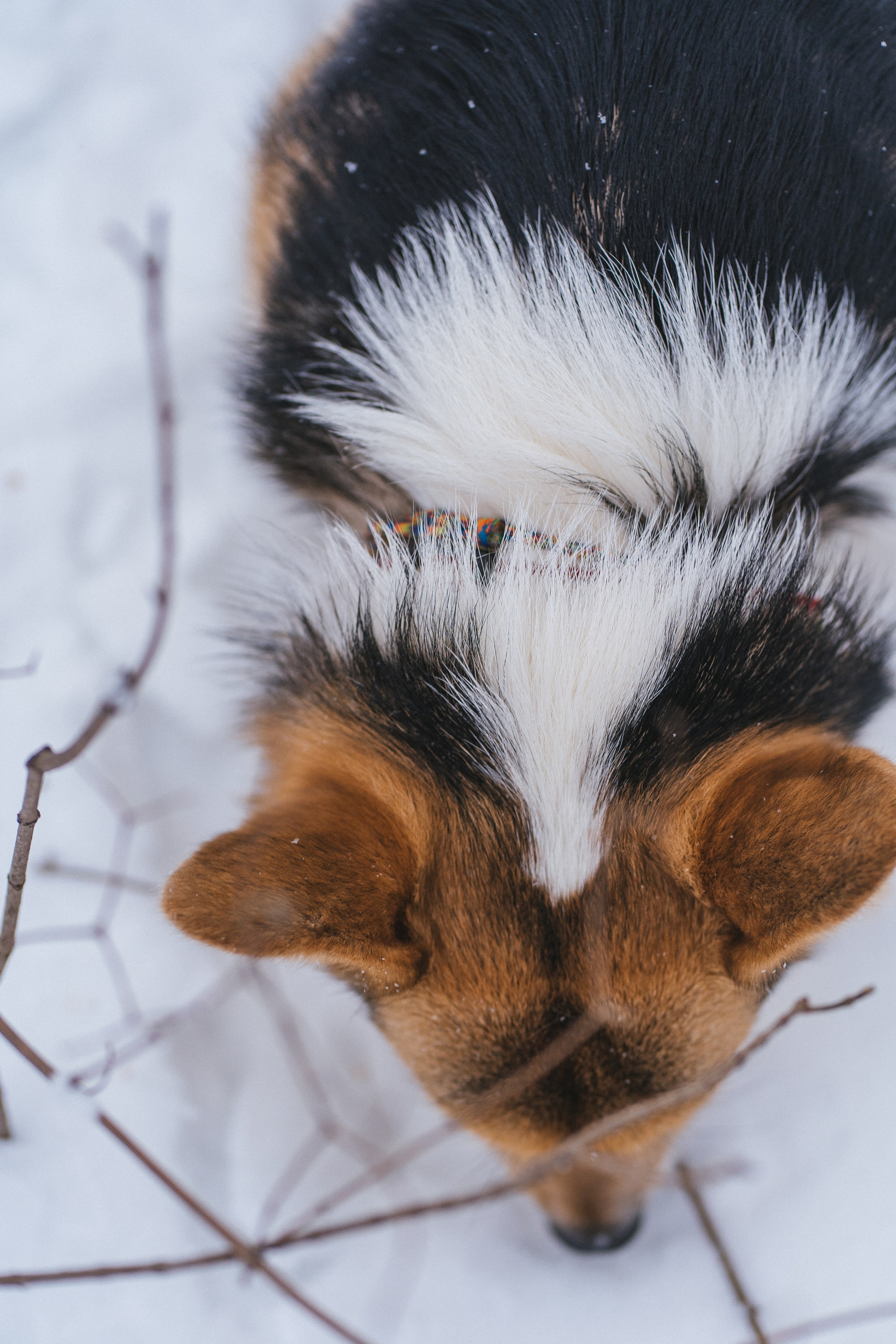 Каспер и Полина. Свадебный фотограф в Москве Анна Полушина
