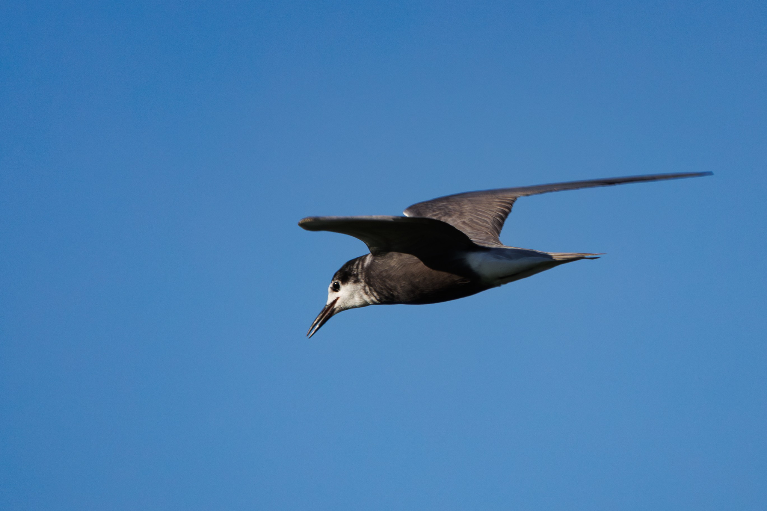 Птицы Москворецкого пойменного заказника. Птицы парков г. Люберцы