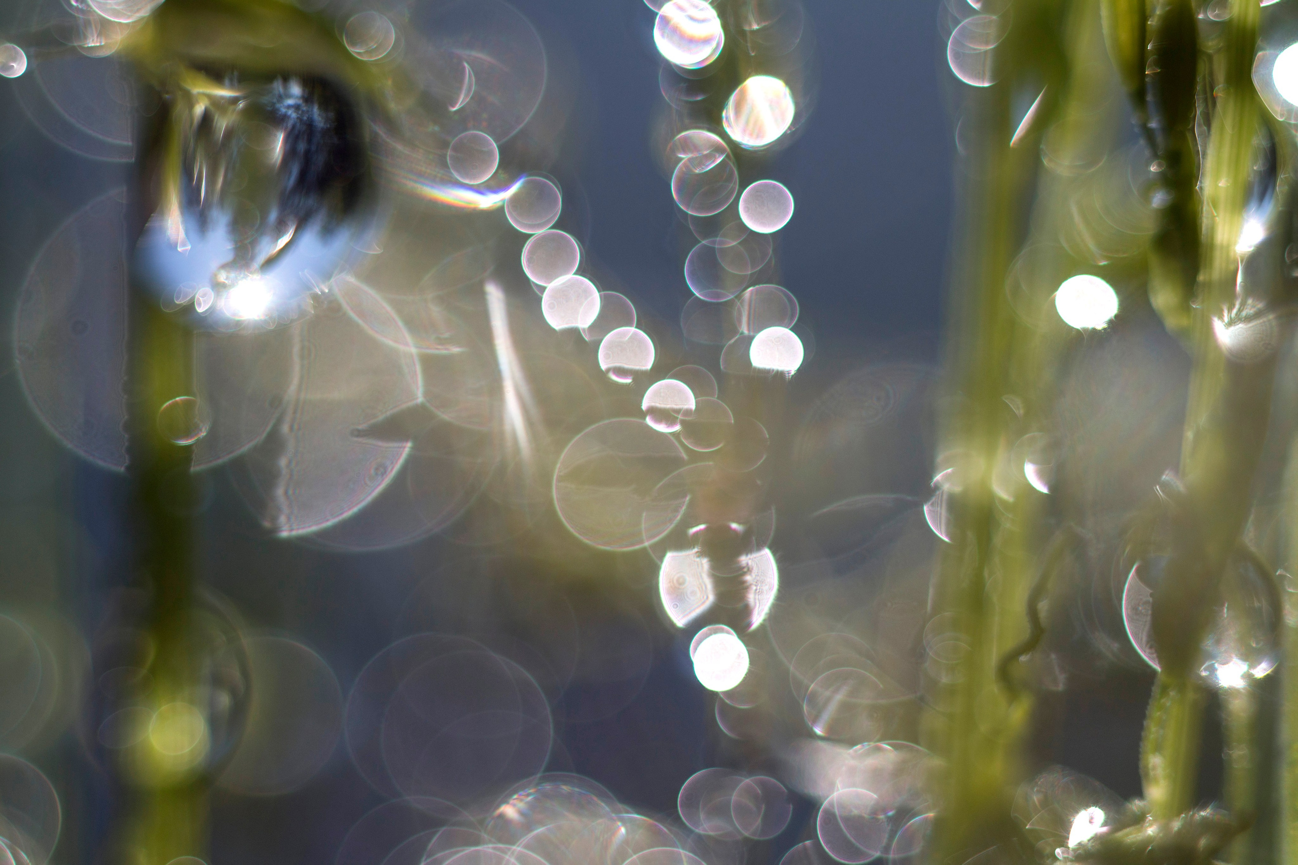 Макро. Фотограф Лагутин Анатолий