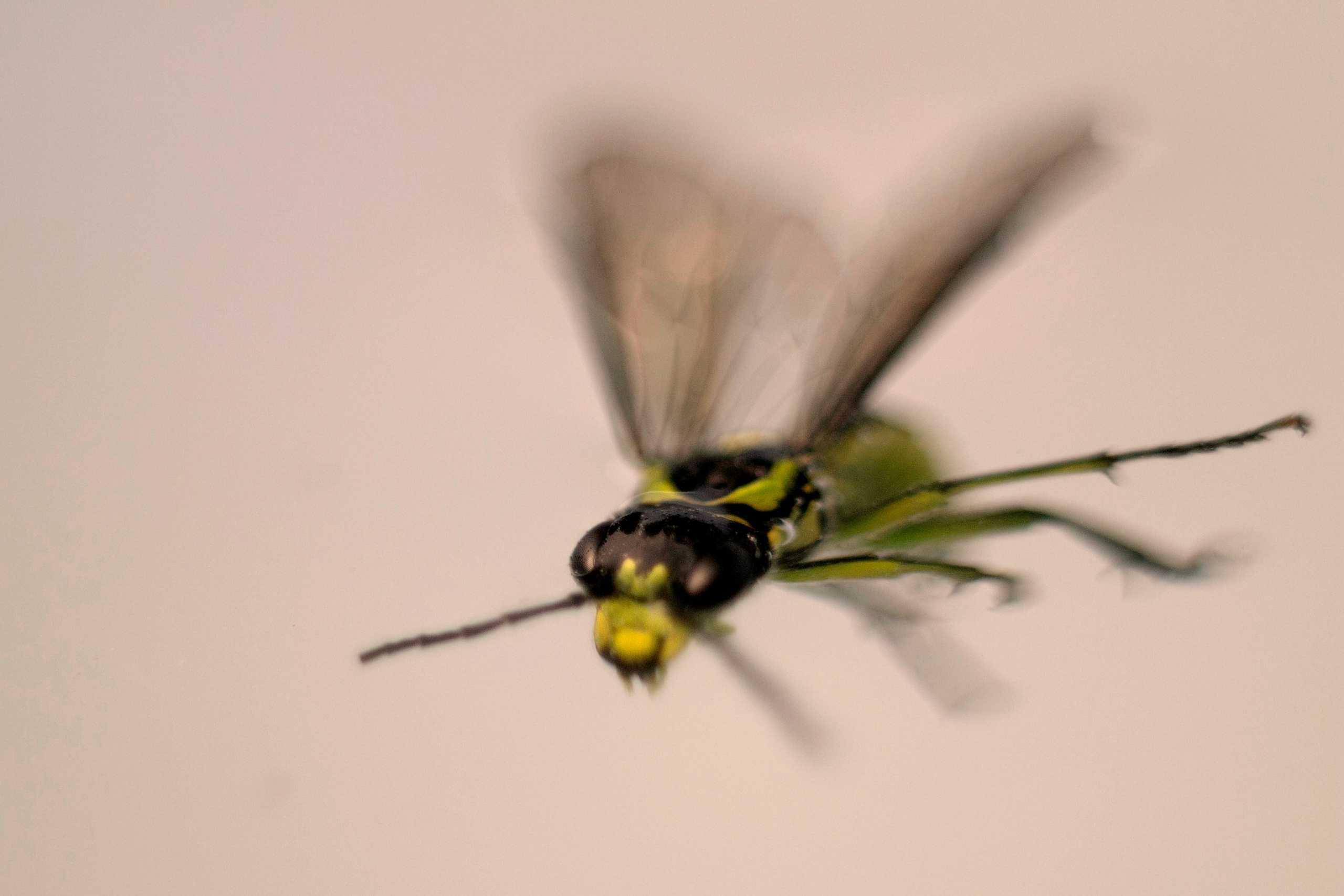 Макро. Фотограф Лагутин Анатолий