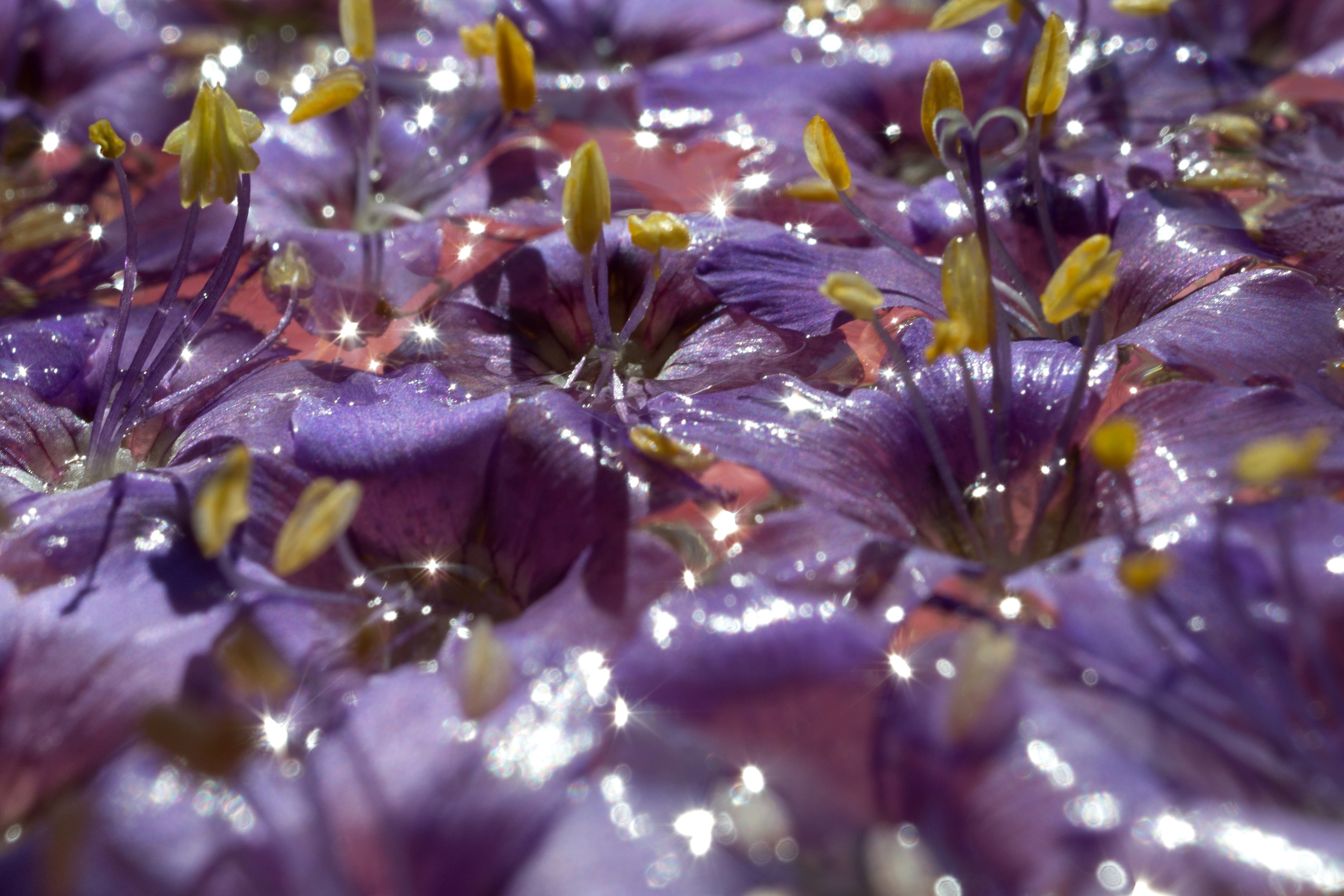 Макро. Фотограф Лагутин Анатолий