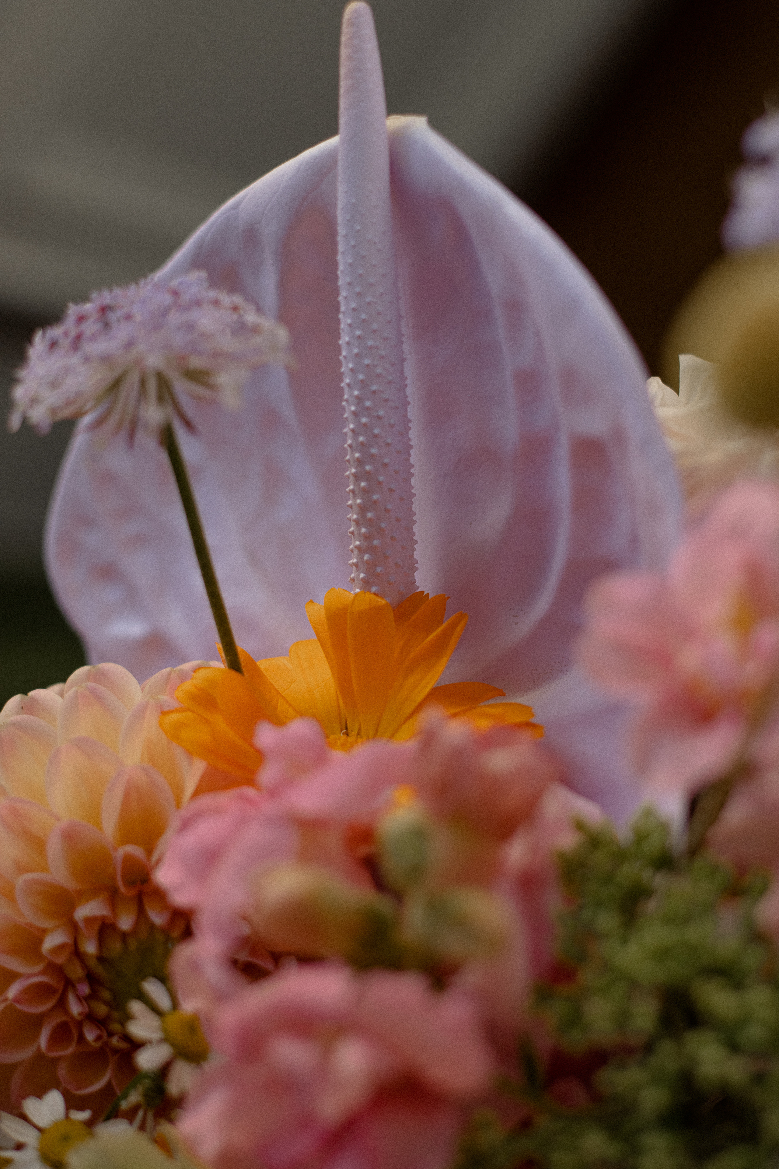 D|A. Свадебный фотограф Таня Караисаева