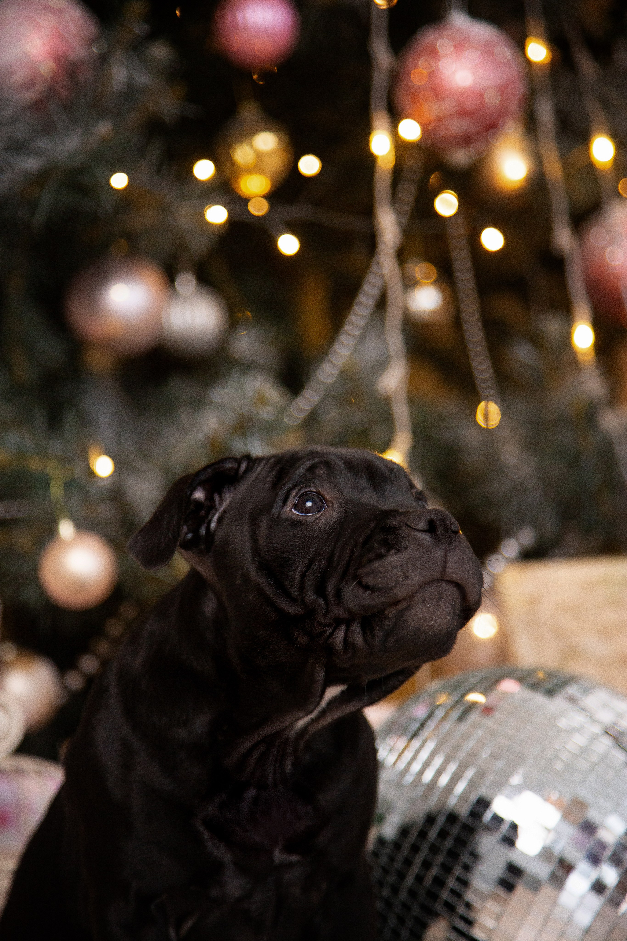 Новогодние малыши. Фотограф Анималист в Перми Анастасия Остерман