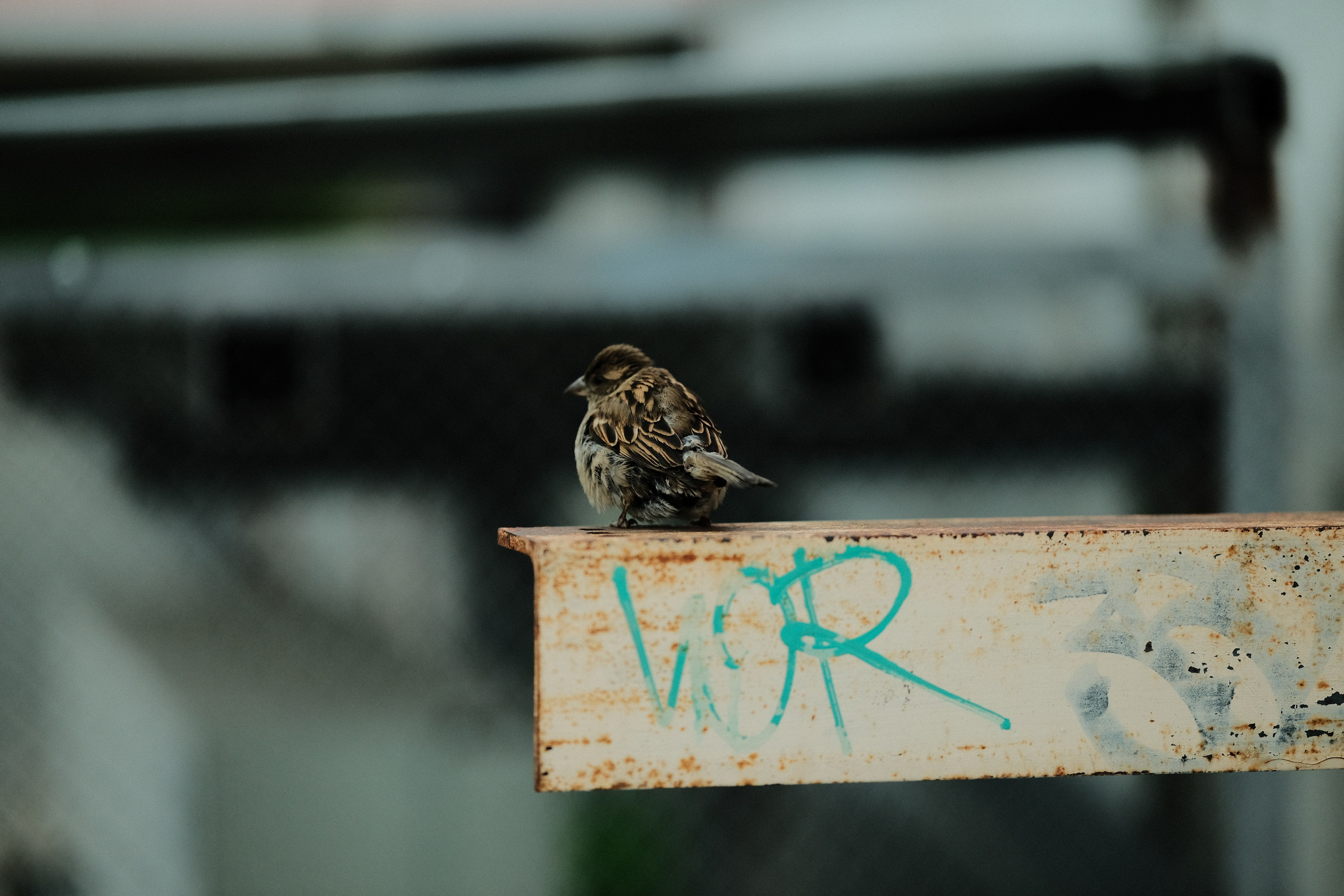 Стрит-фотография Сыктывкар. Фотограф-любитель из Кирова Андрей Погребняк