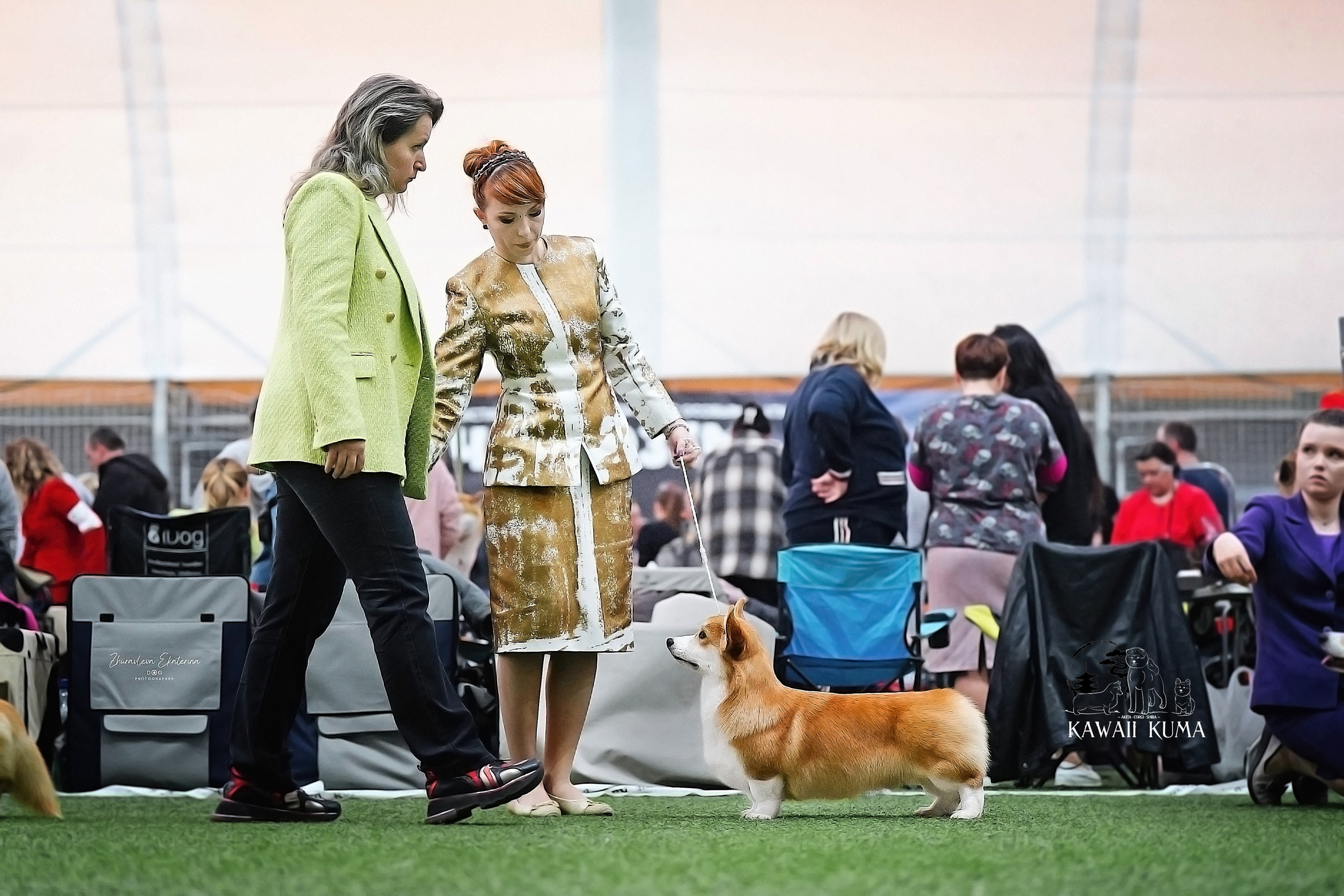 КОРГИ. Kawaii Kuma питомник собак пород Корги пемброк, Акита ину, Сиба