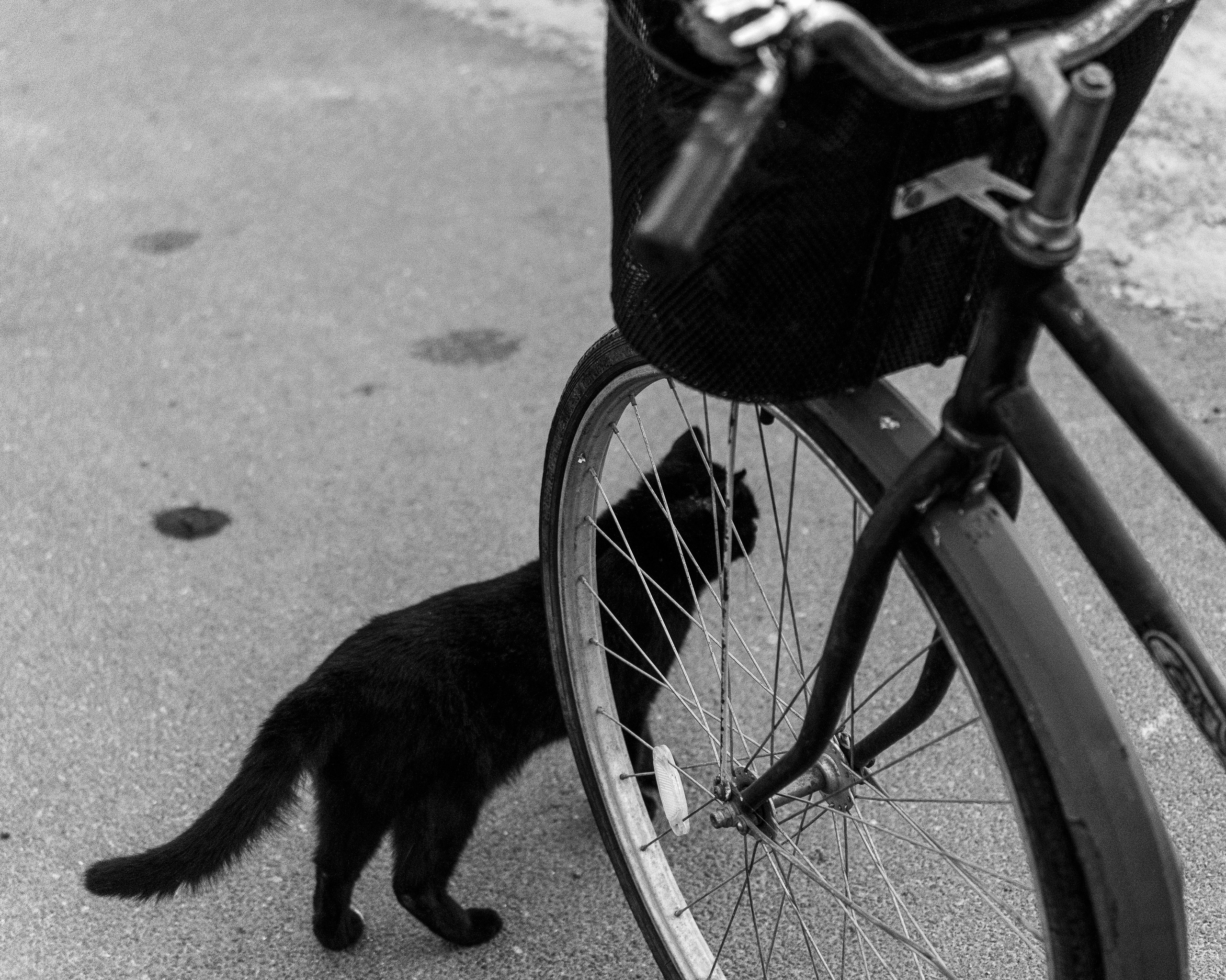 Ч.б. фотографии. Фотографии Лены Соколовой