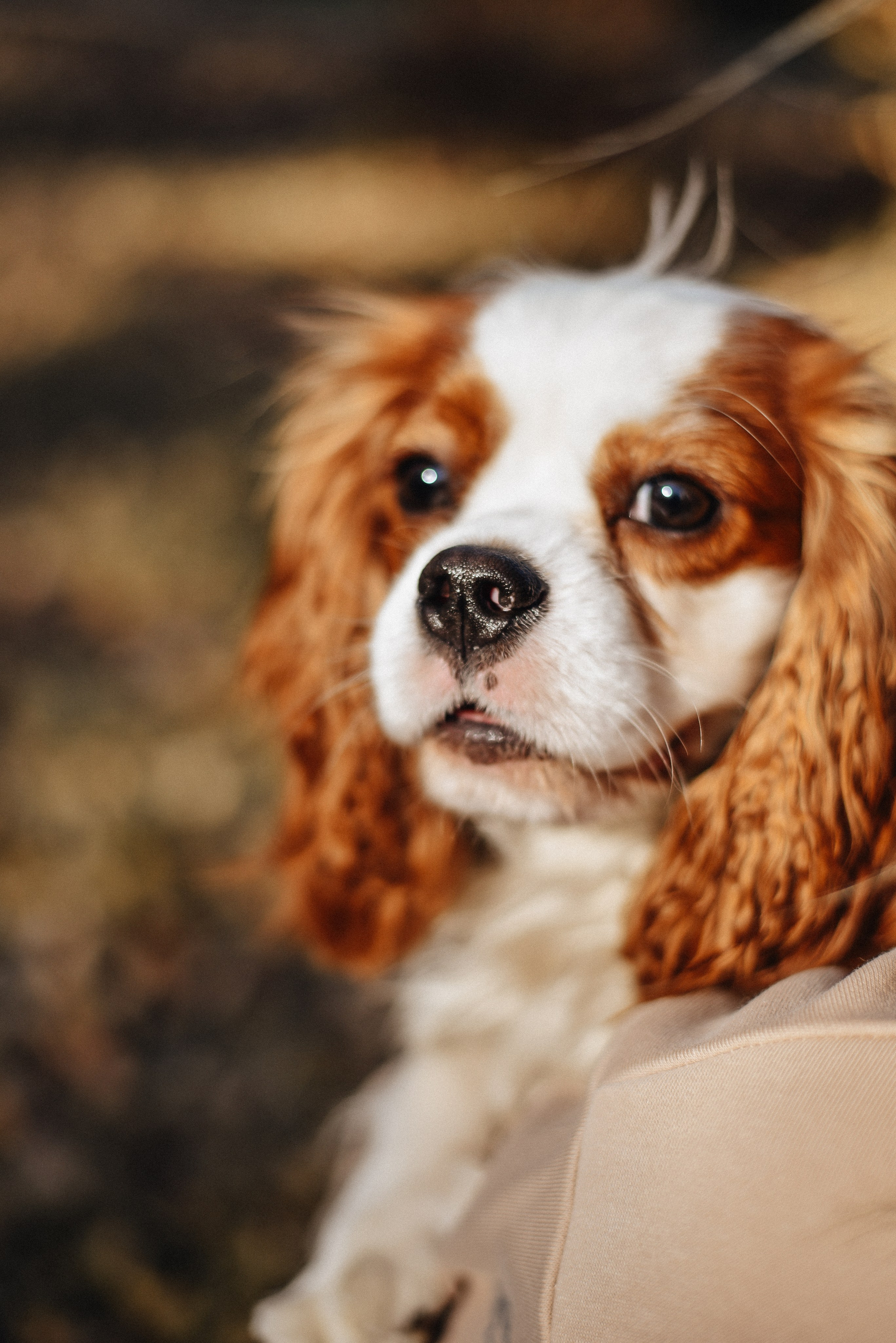 Аня + Арни. Фотограф в Москве и Королёве Сутягина Мария
