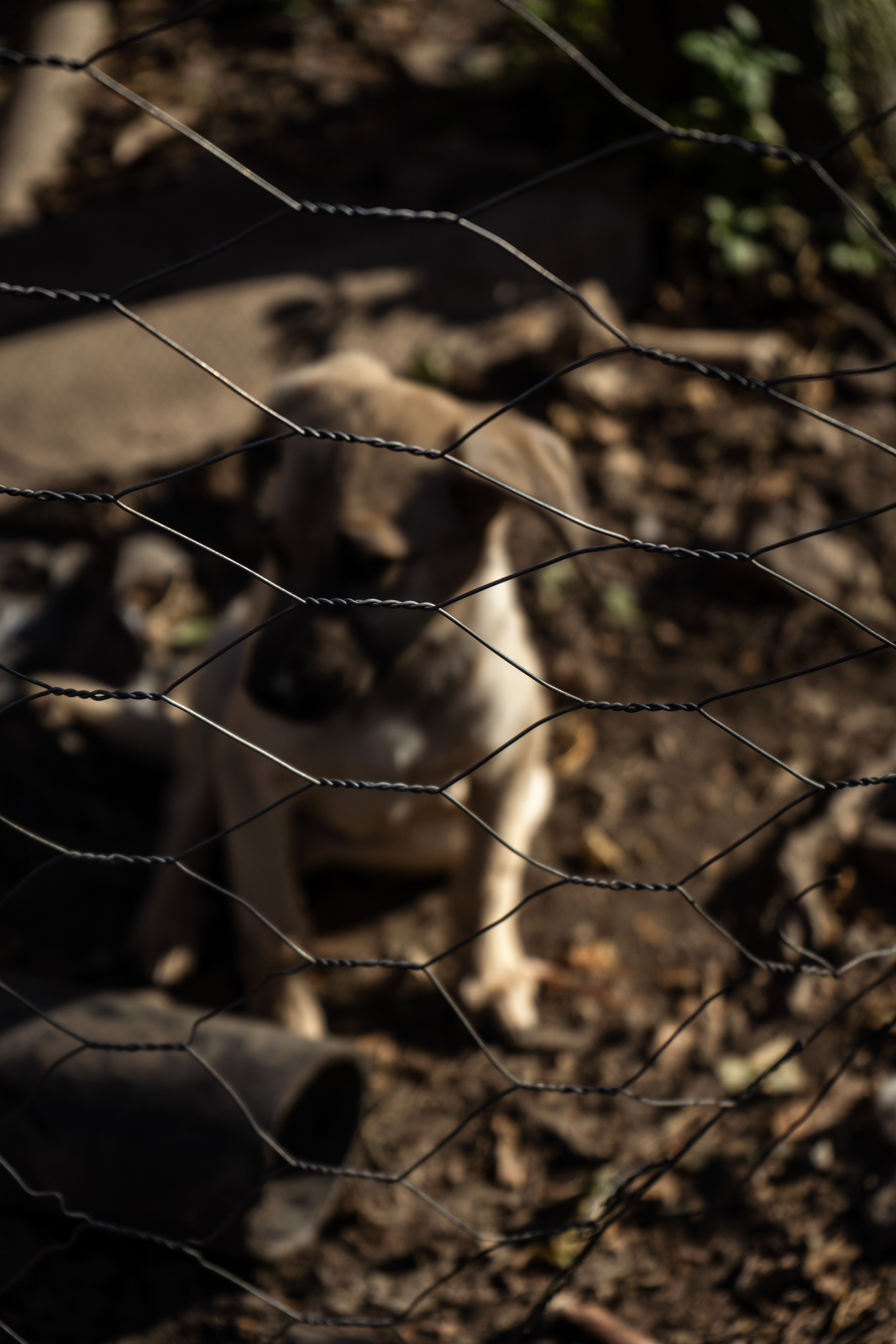 Pets. Makaroshkassirom — photographer in Minsk