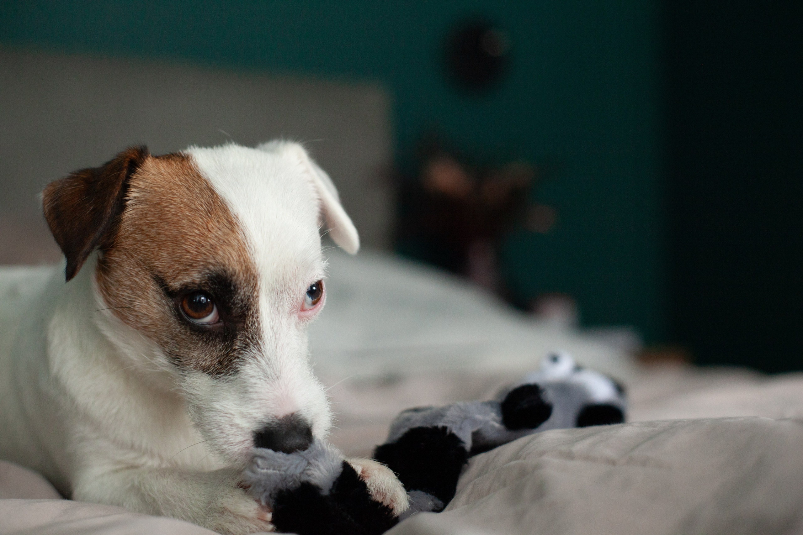 Марина и Летюша — фотосессия в домашнем стиле. Анастасия, Фотограф женского портрета и беременности в стиле vogue