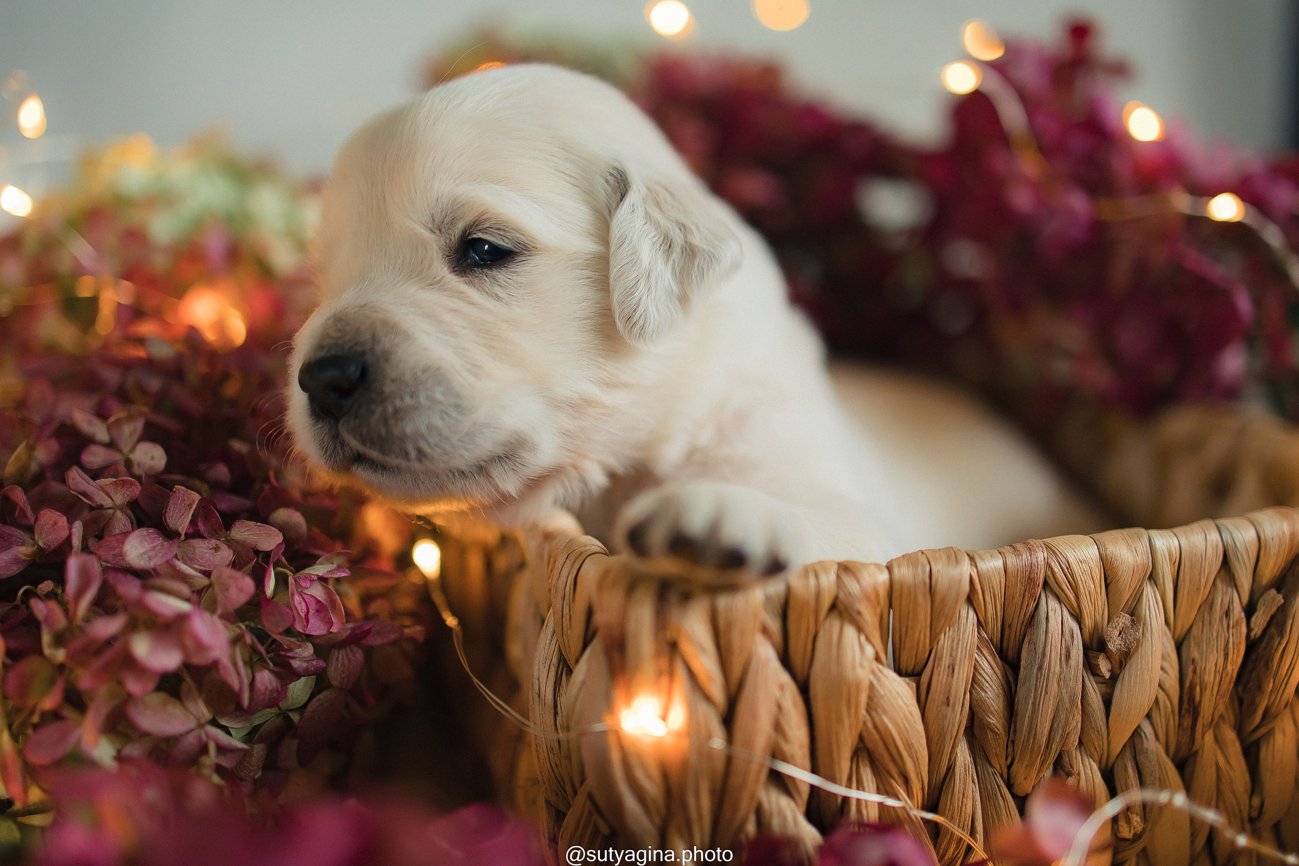 Зеленая лента. Свадебный и женский фотограф
