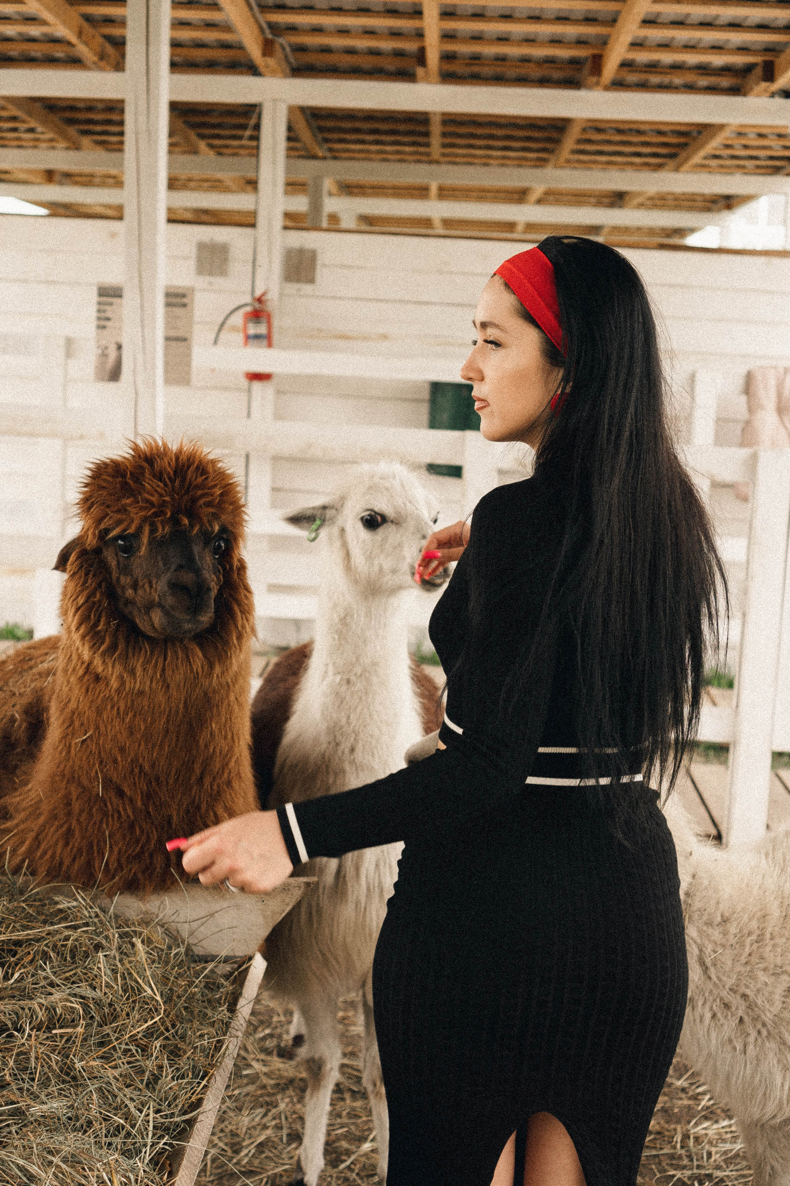 Ферма Альпак. Профессиональный фотограф, Санкт-Петербург — Виктория Богомолова