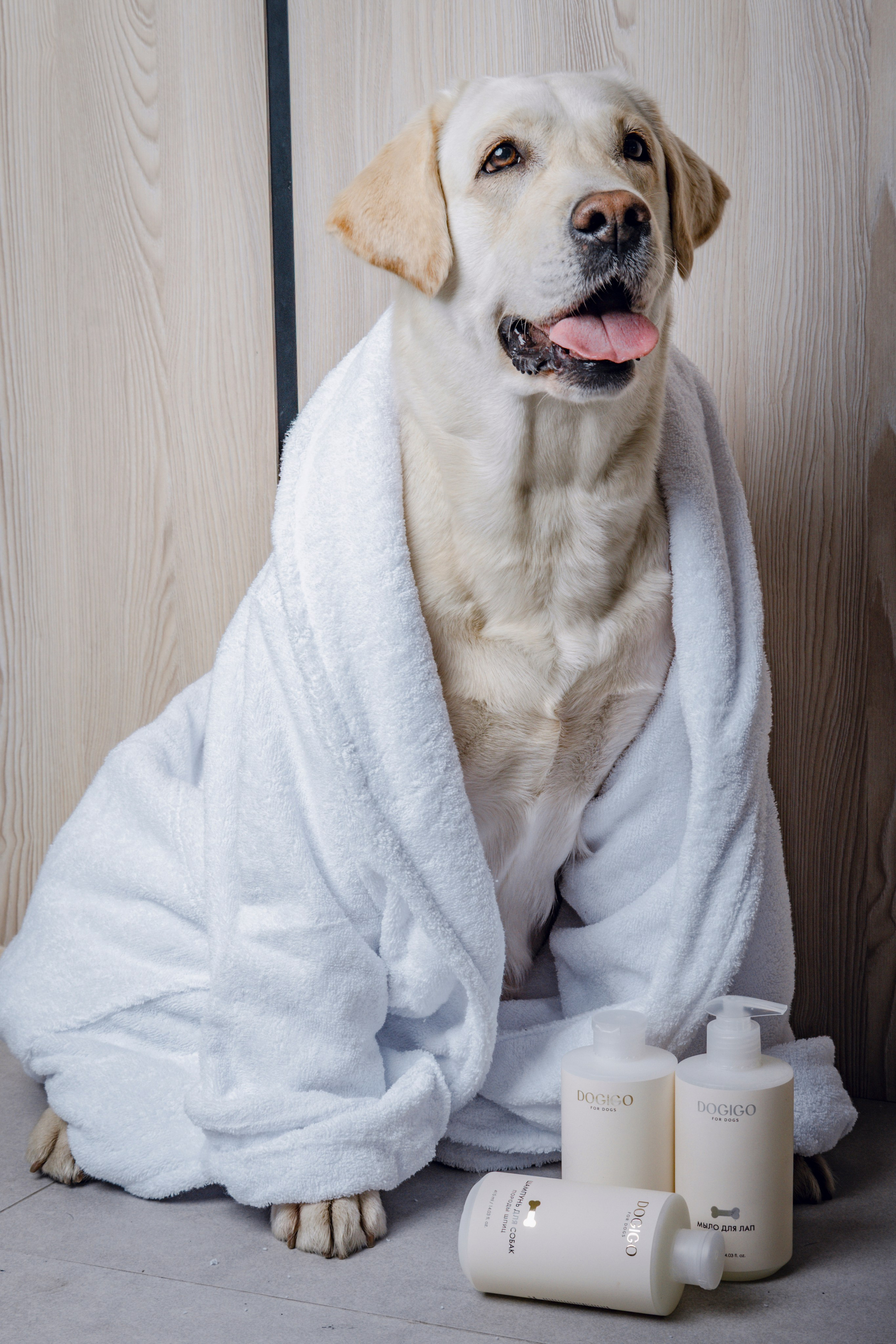 DOGIGO. Фотограф анималист в Санкт-Петербурге Таша Крейв