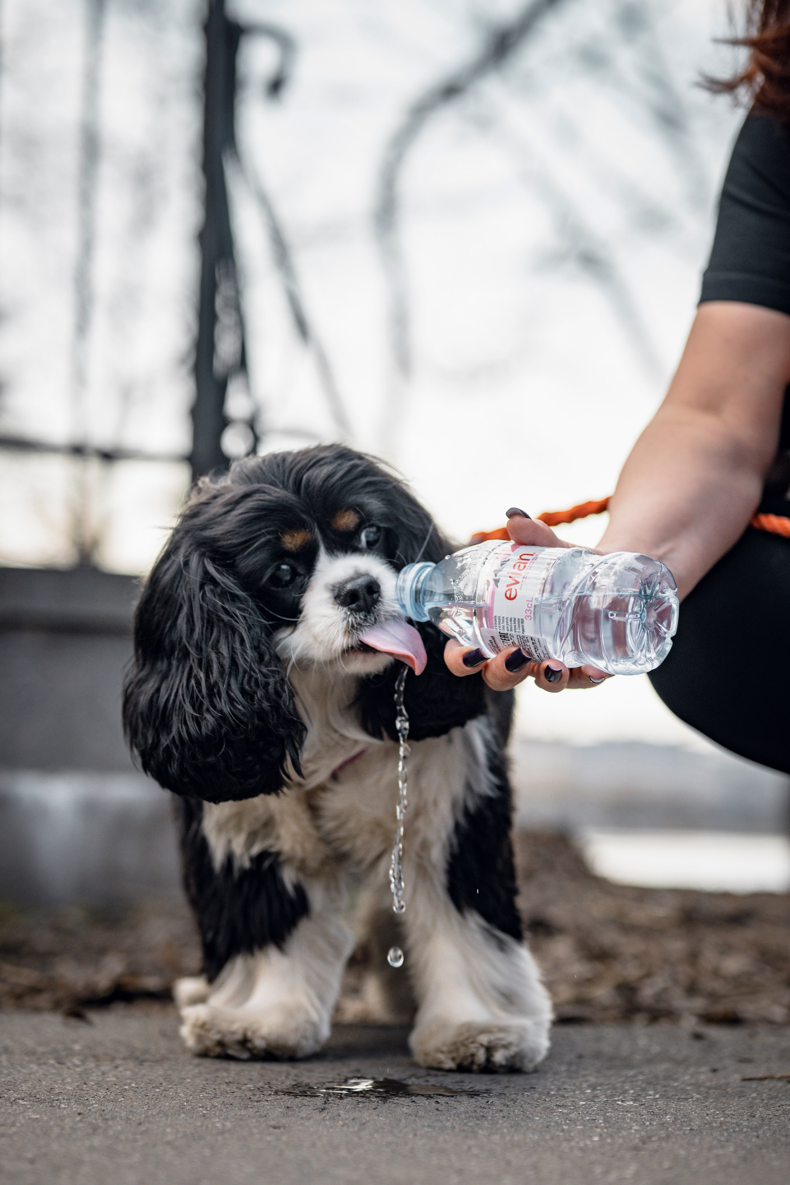 DOGIGO на прогулке. Фотограф анималист в Санкт-Петербурге Таша Крейв