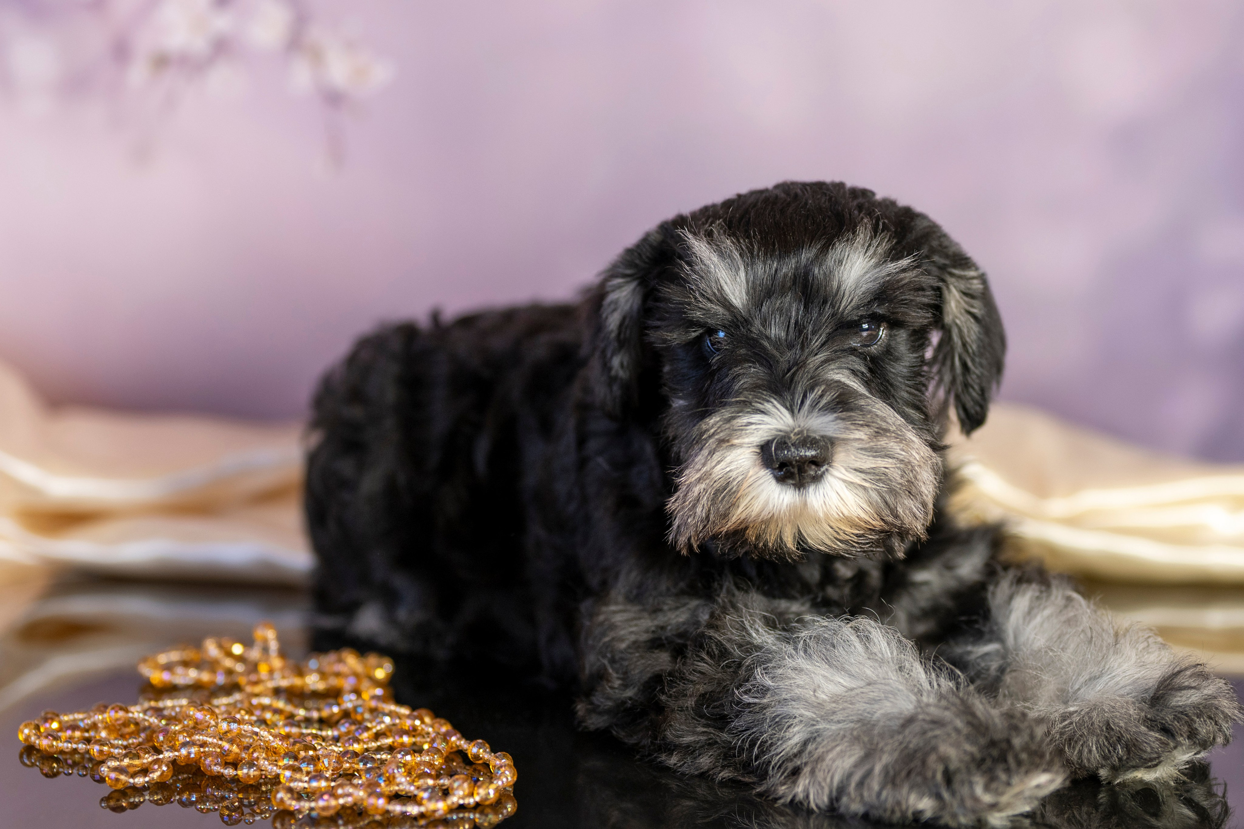 Маленькие цверги. Фотограф анималист в Санкт-Петербурге Таша Крейв