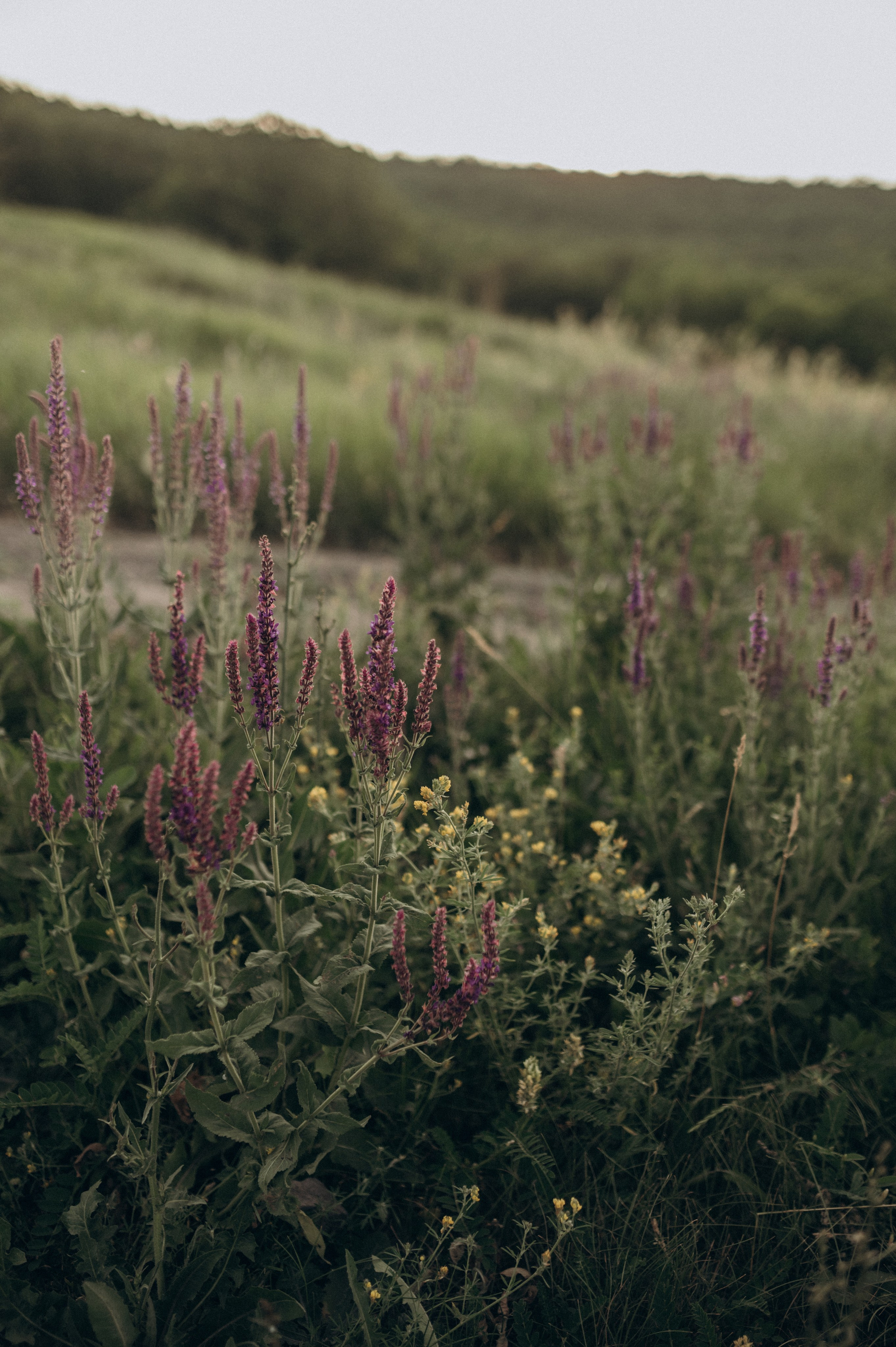 Летний вечер с самыми любимыми. Фотограф Мария Стрелкова