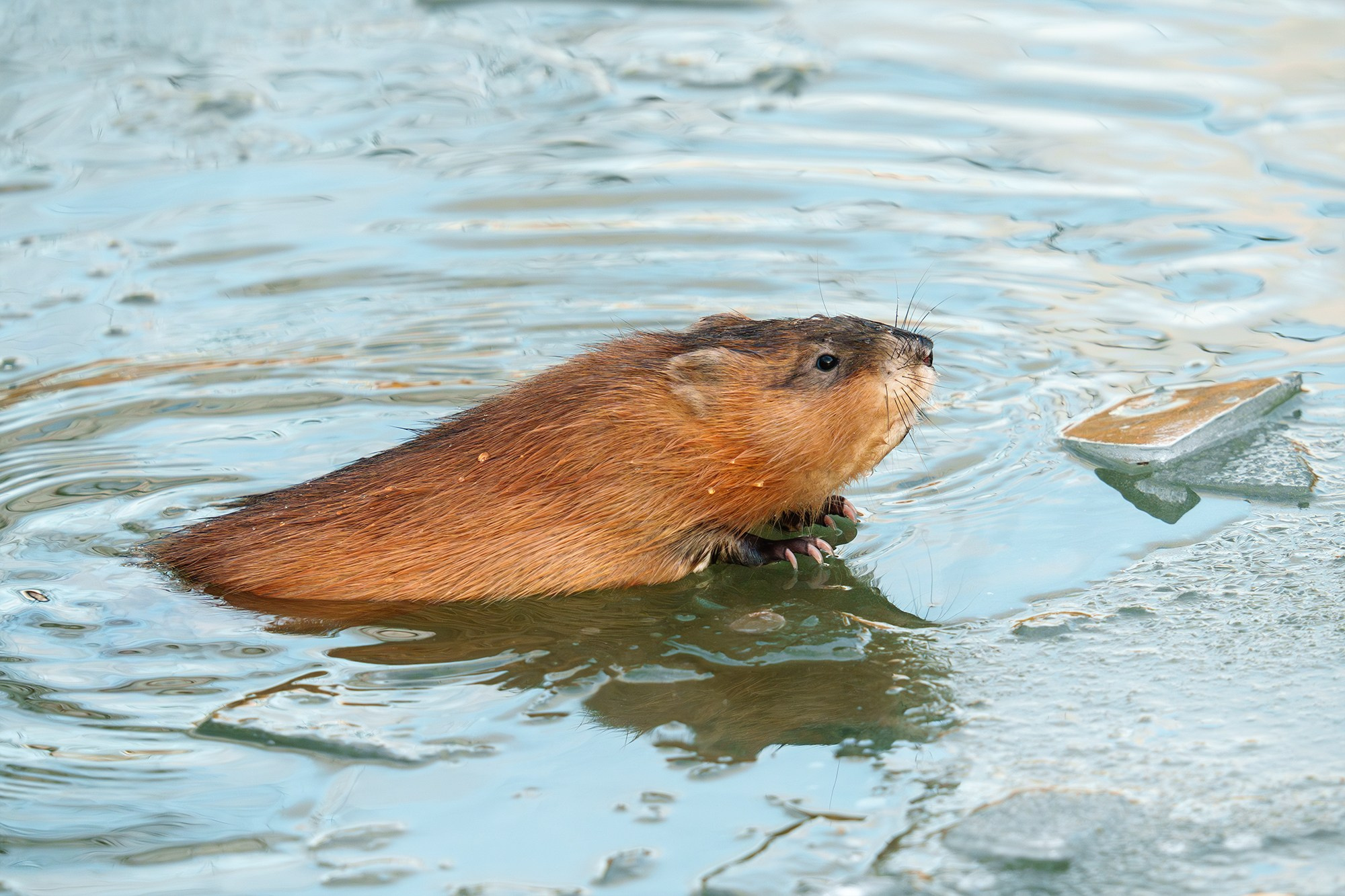 Животные. Ваш личный фотограф Марина Волкова
