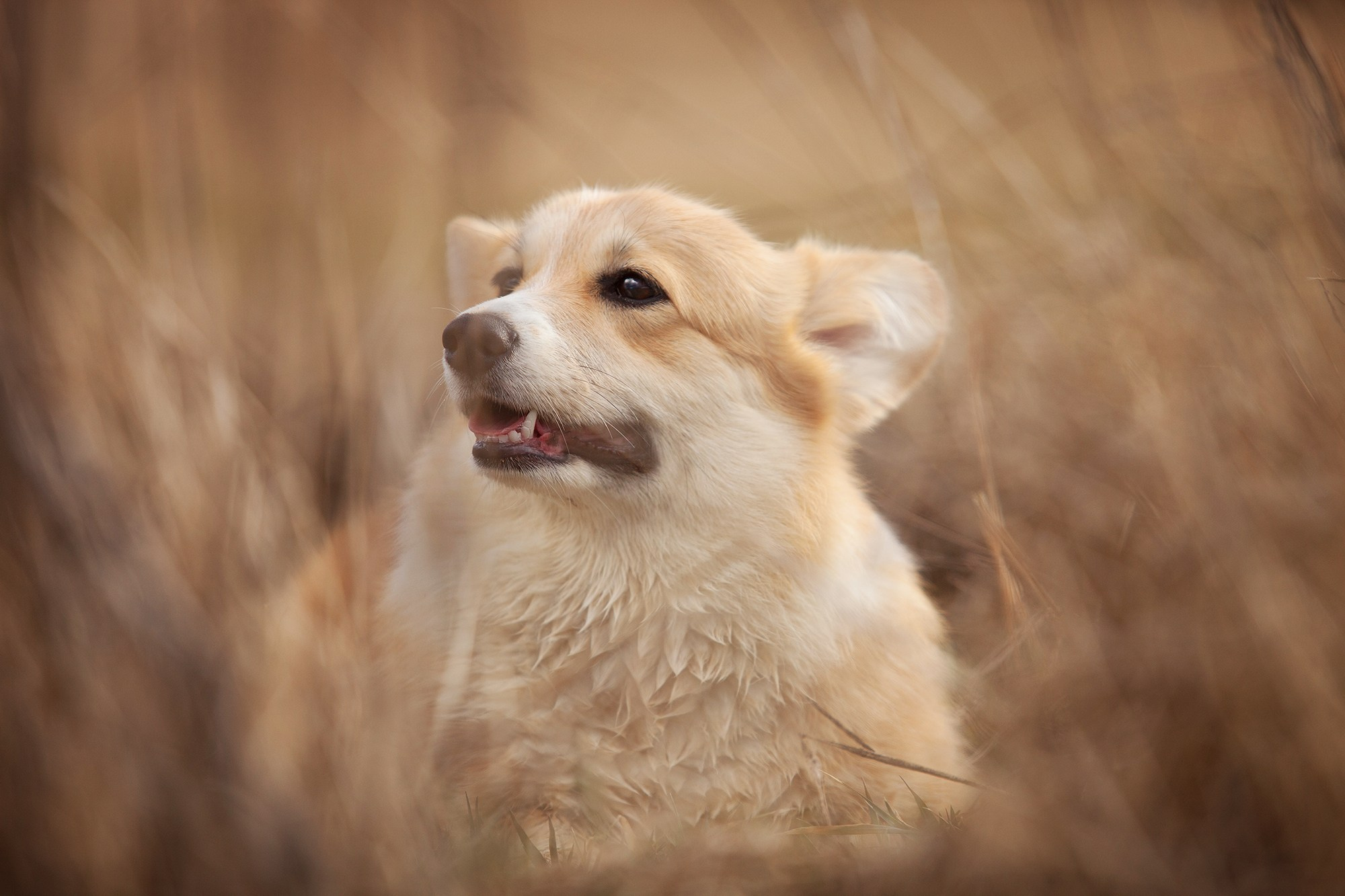 Собаки. Фотограф-анималист Юлия Удовенко