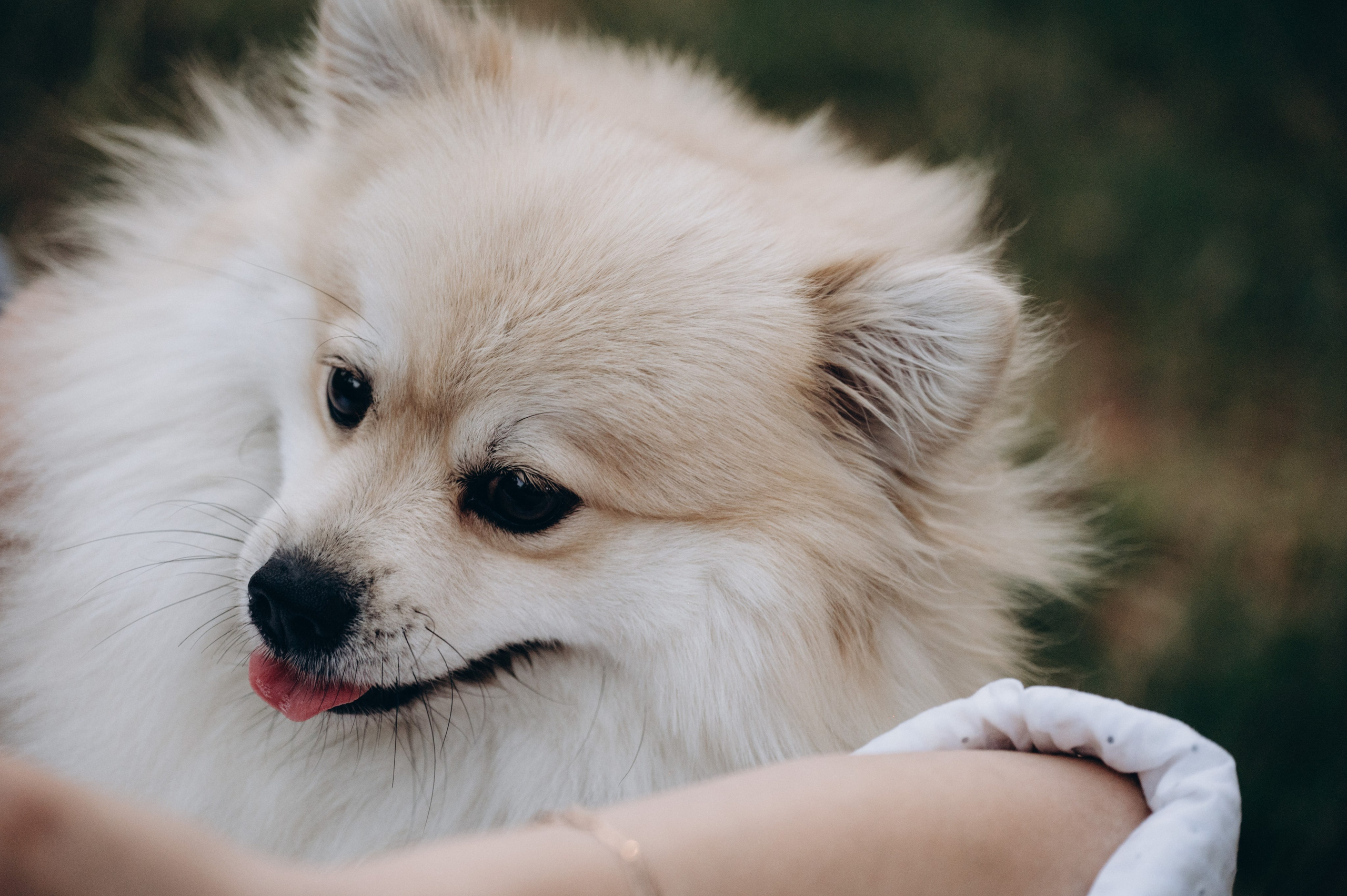 Любовь к животным. Мариуполь фото. Фотограф Мариуполь.Индивидуальные съёмки. Детские, семейные, коммерческие