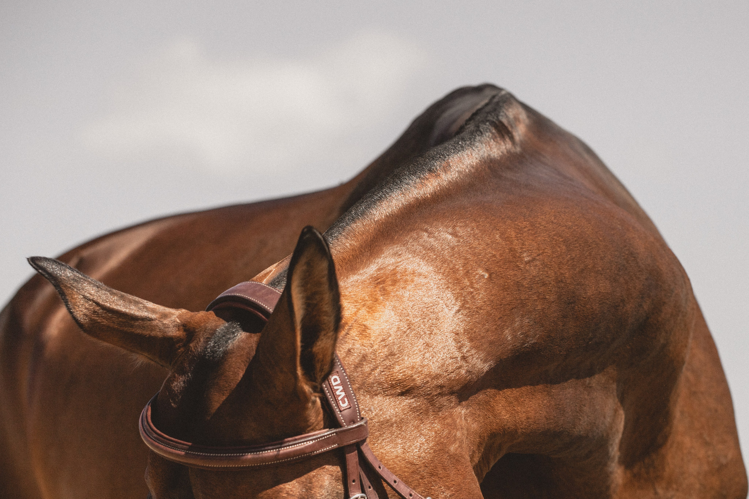 Главная. Конный фотограф в Калининграде Елена Курбатова