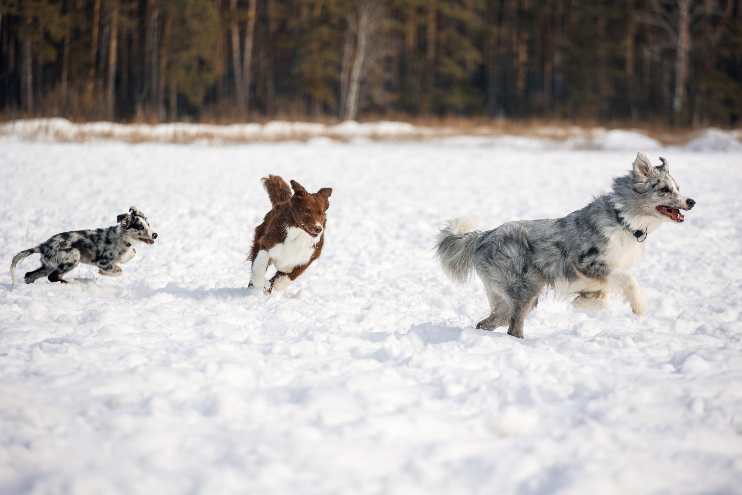 В погоне за снежком…. YULA KOLESOVA | Фотограф — Анималист | Художник | Тюмень