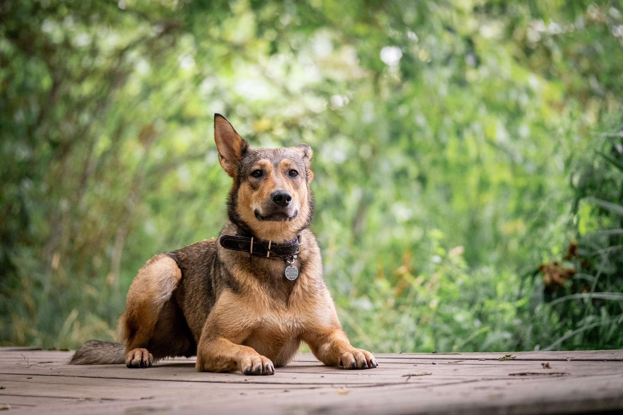Надя и Луна. Зоофотограф, фотограф животных в Москве и области Дина Дамоцева