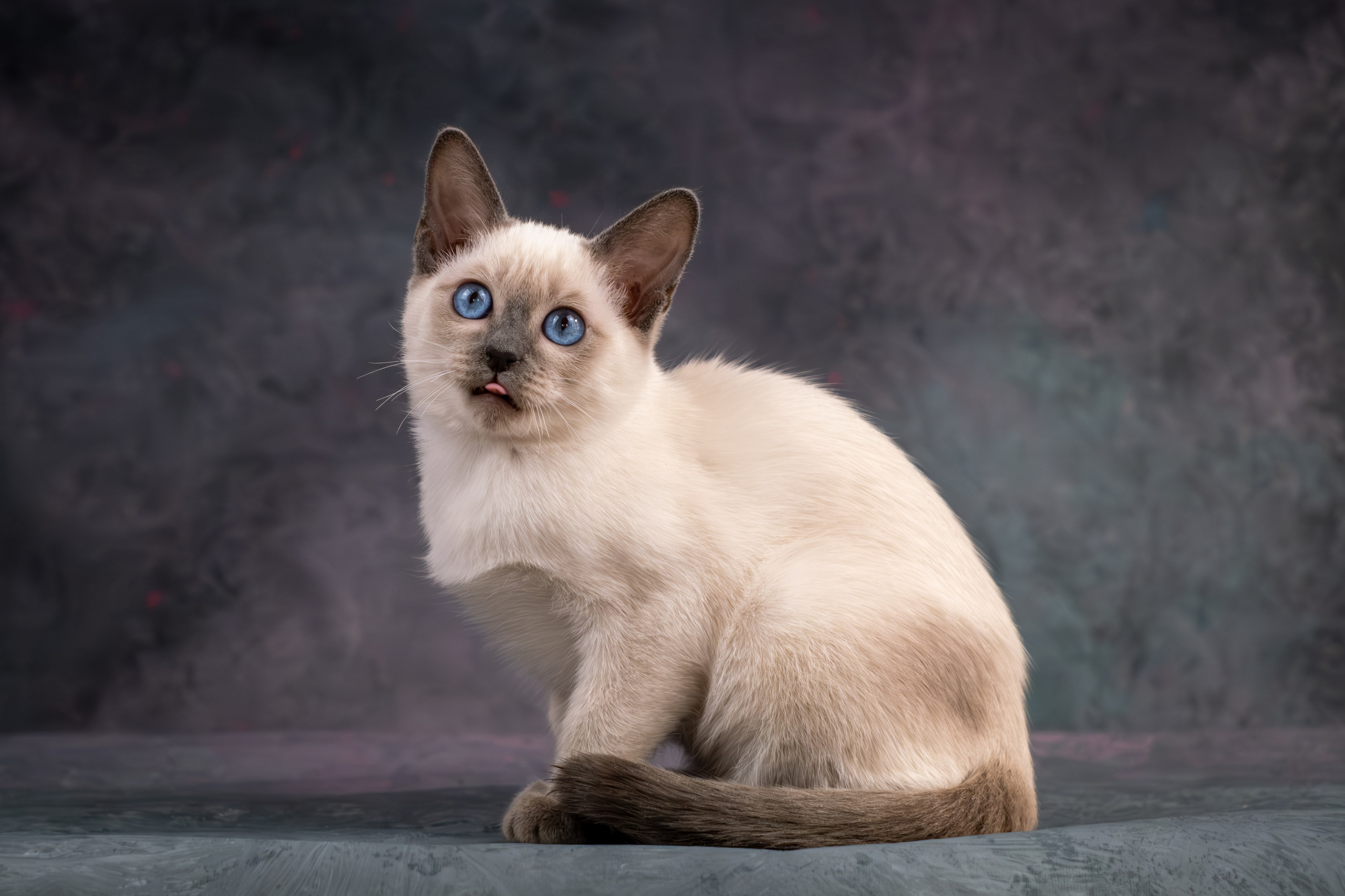 Тайские котята для Никиты и Ольги. Зоофотограф, фотограф животных в Москве и области Дина Дамоцева