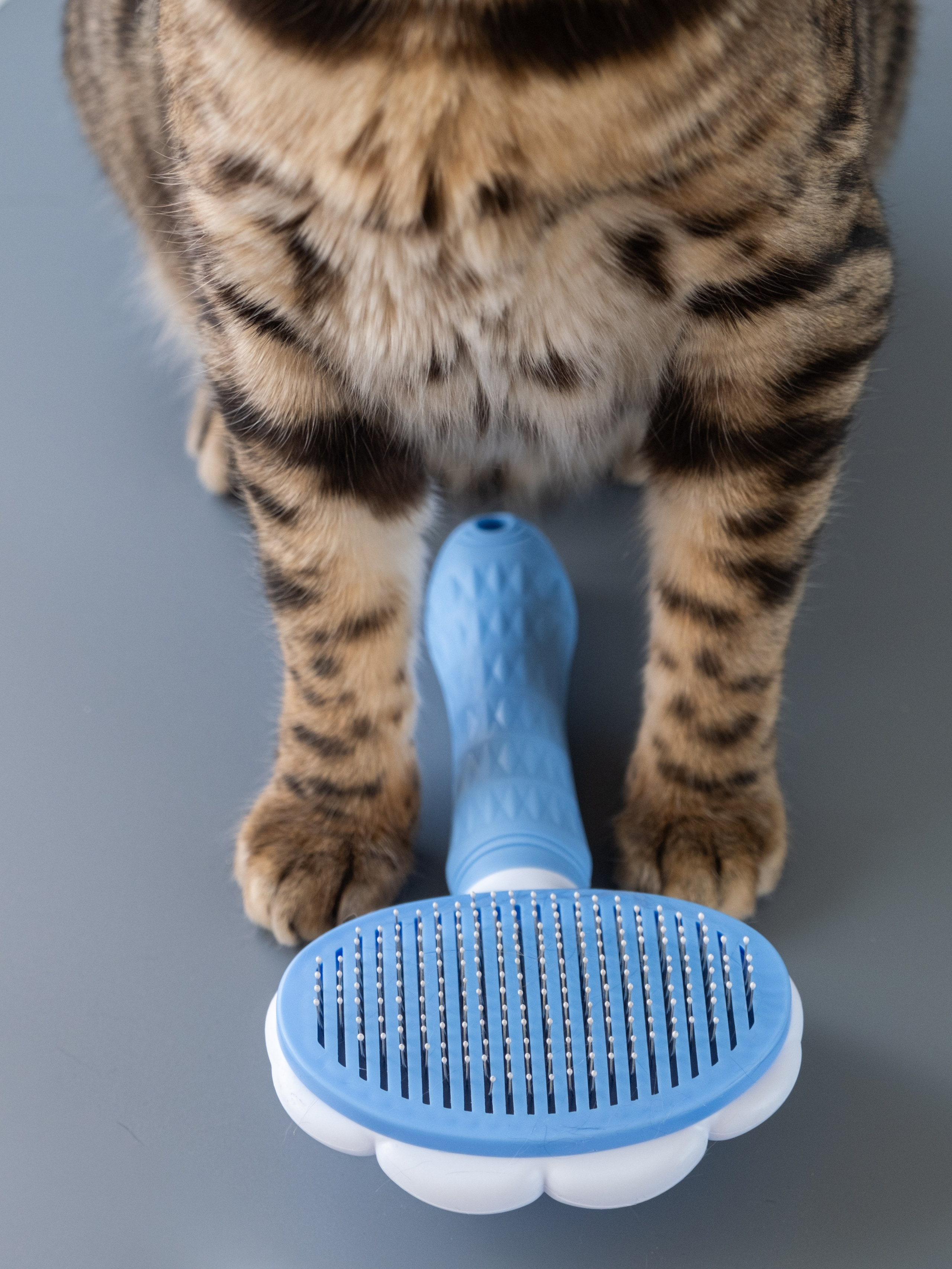 Пуходерка и ролик для очистки одежды для Александра!. Зоофотограф, фотограф животных в Москве и области Дина Дамоцева