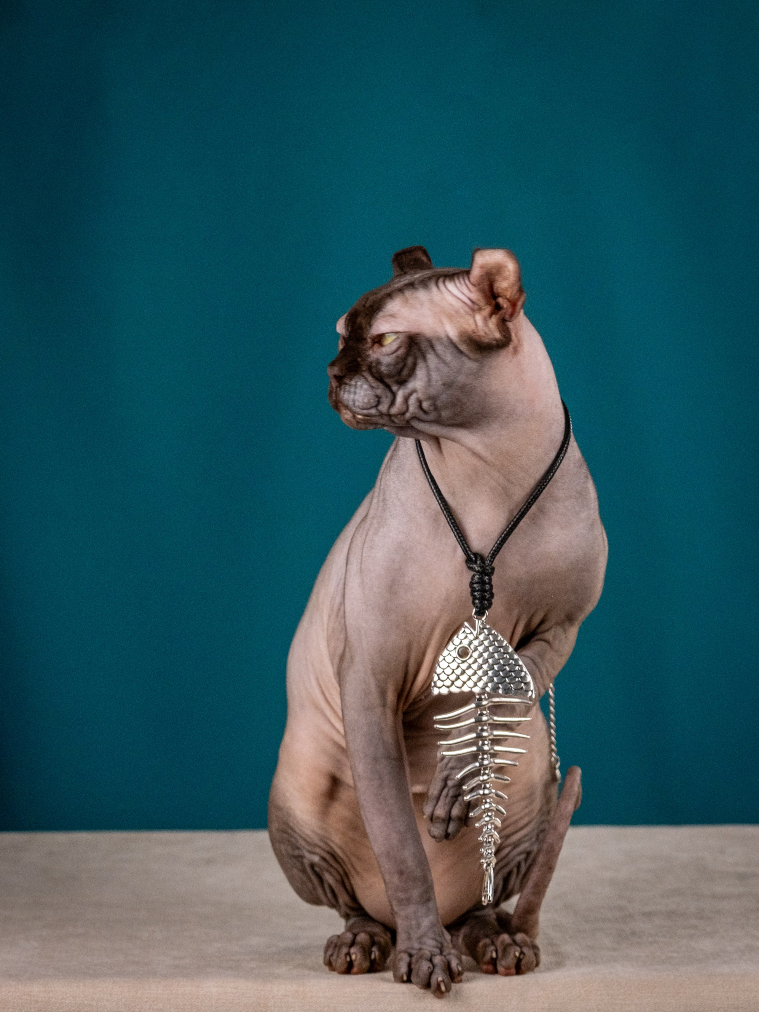 Невероятные сфинксы и эльфы для Ланы!. Зоофотограф, фотограф животных в Москве и области Дина Дамоцева