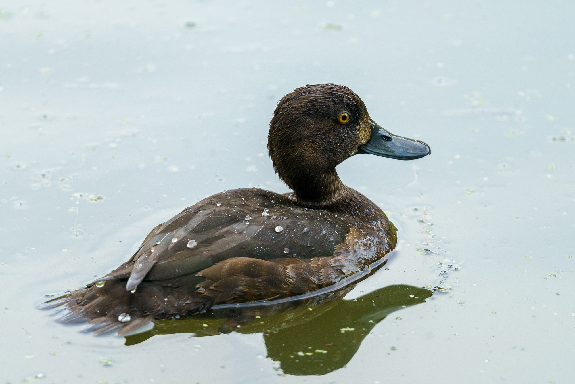 Удивительные мир птиц. Вокруг нас столько прекрасного — присмотритесь!. Ваш личный фотограф Марина Волкова