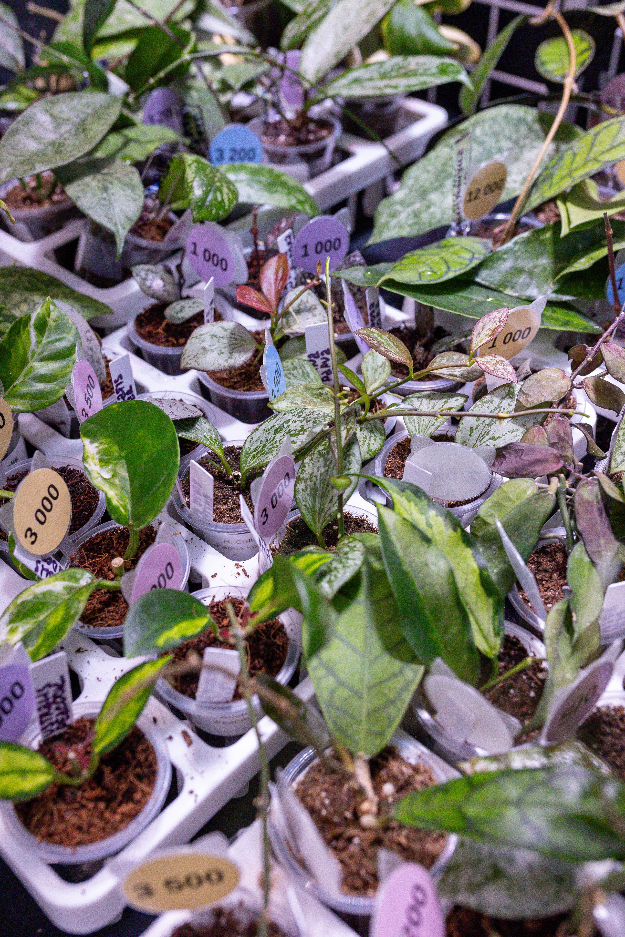 Монстериум 11–12 октября. Александра Куликова фотограф, Москва