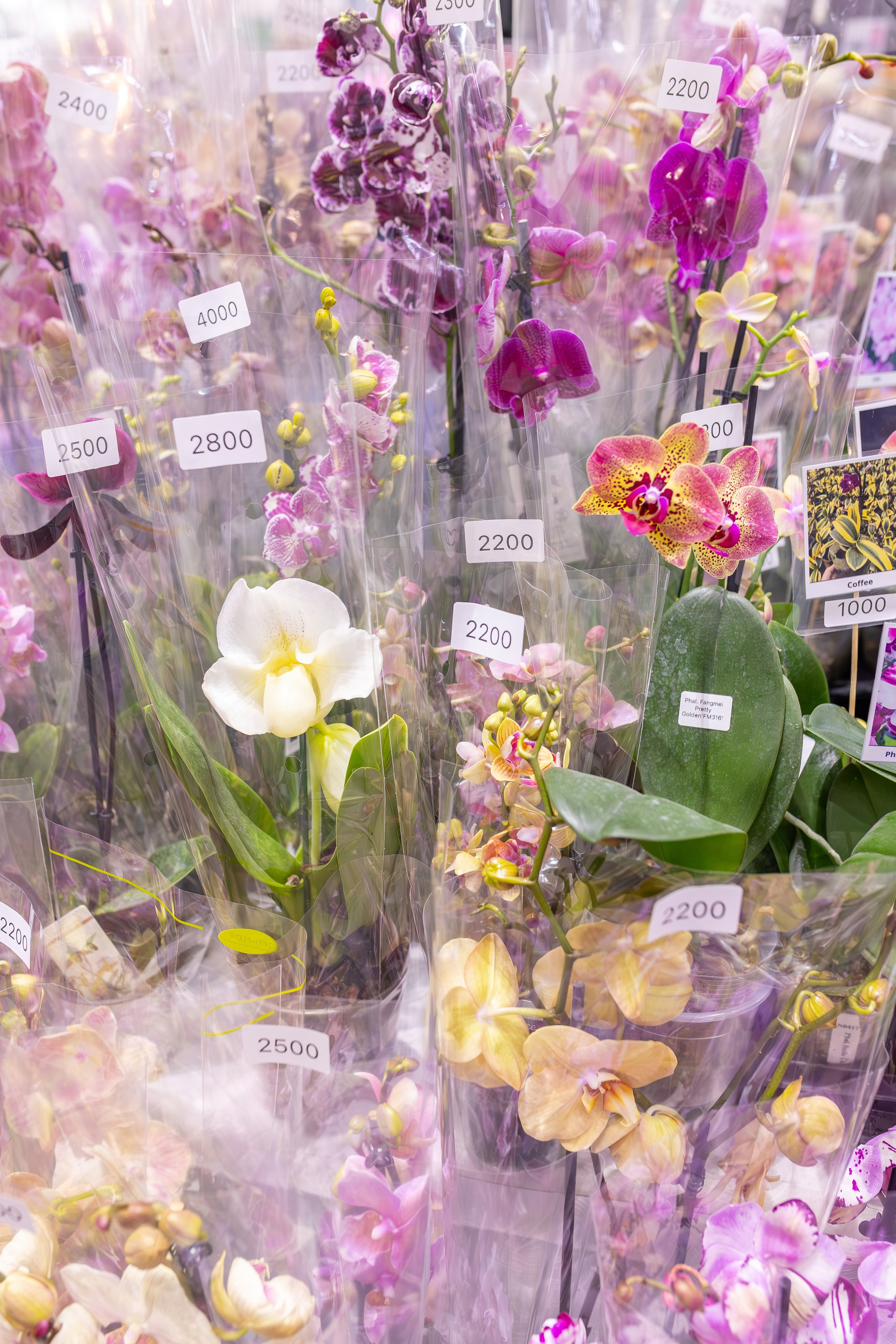 Орхидиум сентябрь 2025. Александра Куликова фотограф, Москва