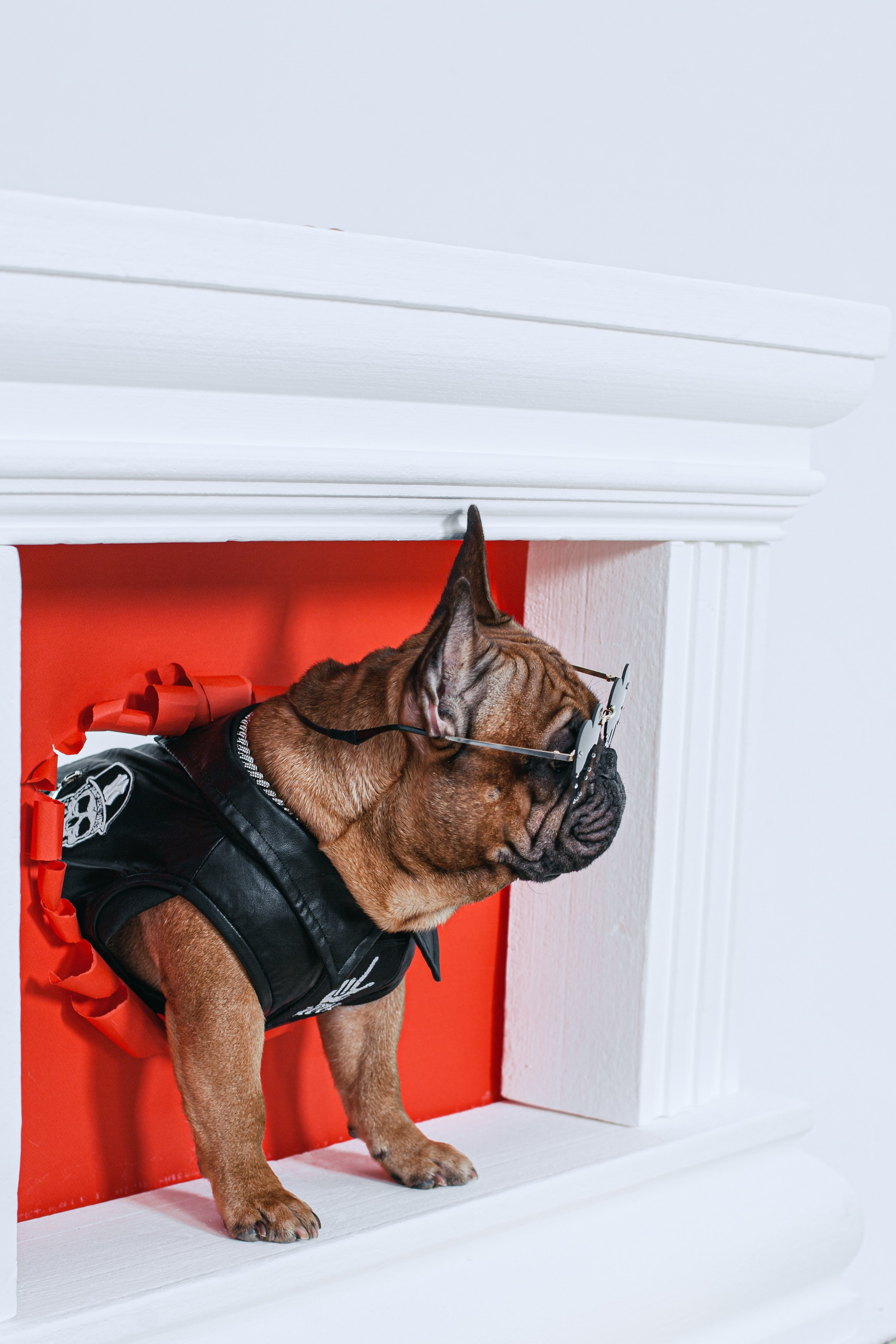 Пижамная вечеринка французских бульдогов и их хозяев. Фотограф-анималист Татьяна Степанова