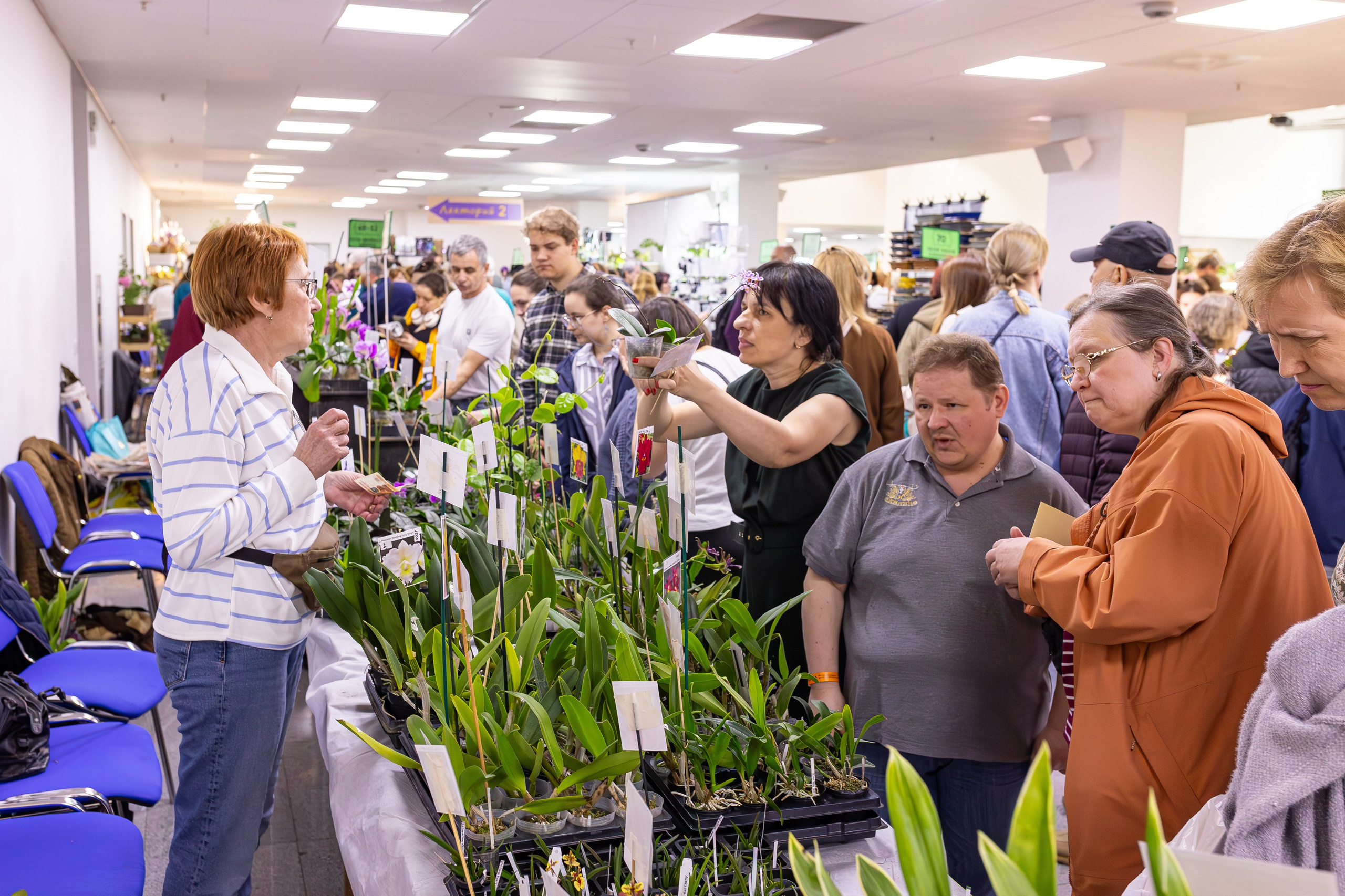 Орхидиум май 2025. Александра Куликова фотограф, Москва