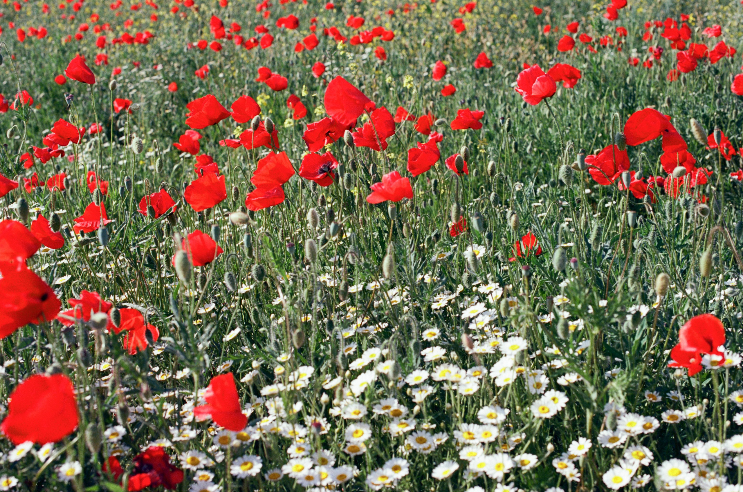 The drugs don't work // ukraine, crimea IV. EVER EXPOSED
