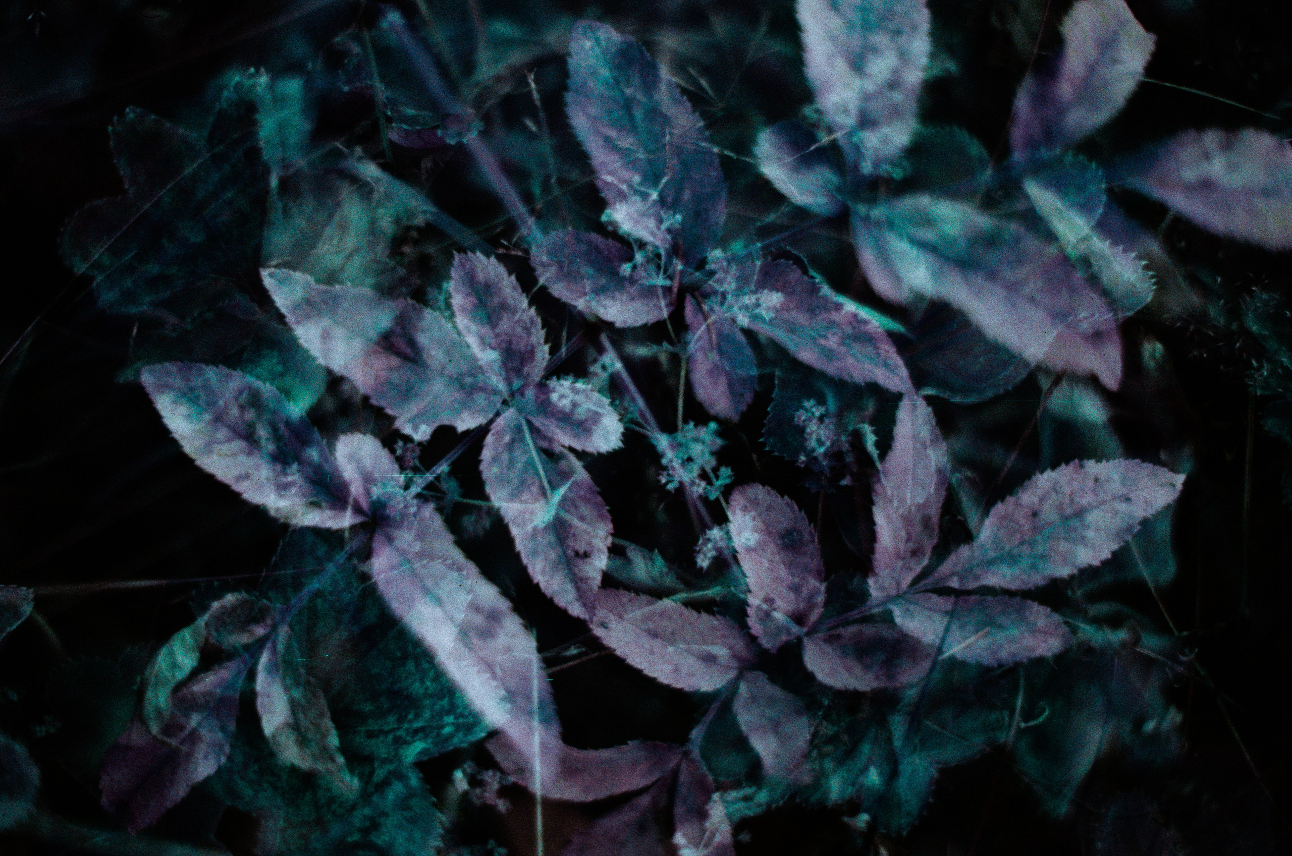 Purple overdose II. EVER EXPOSED