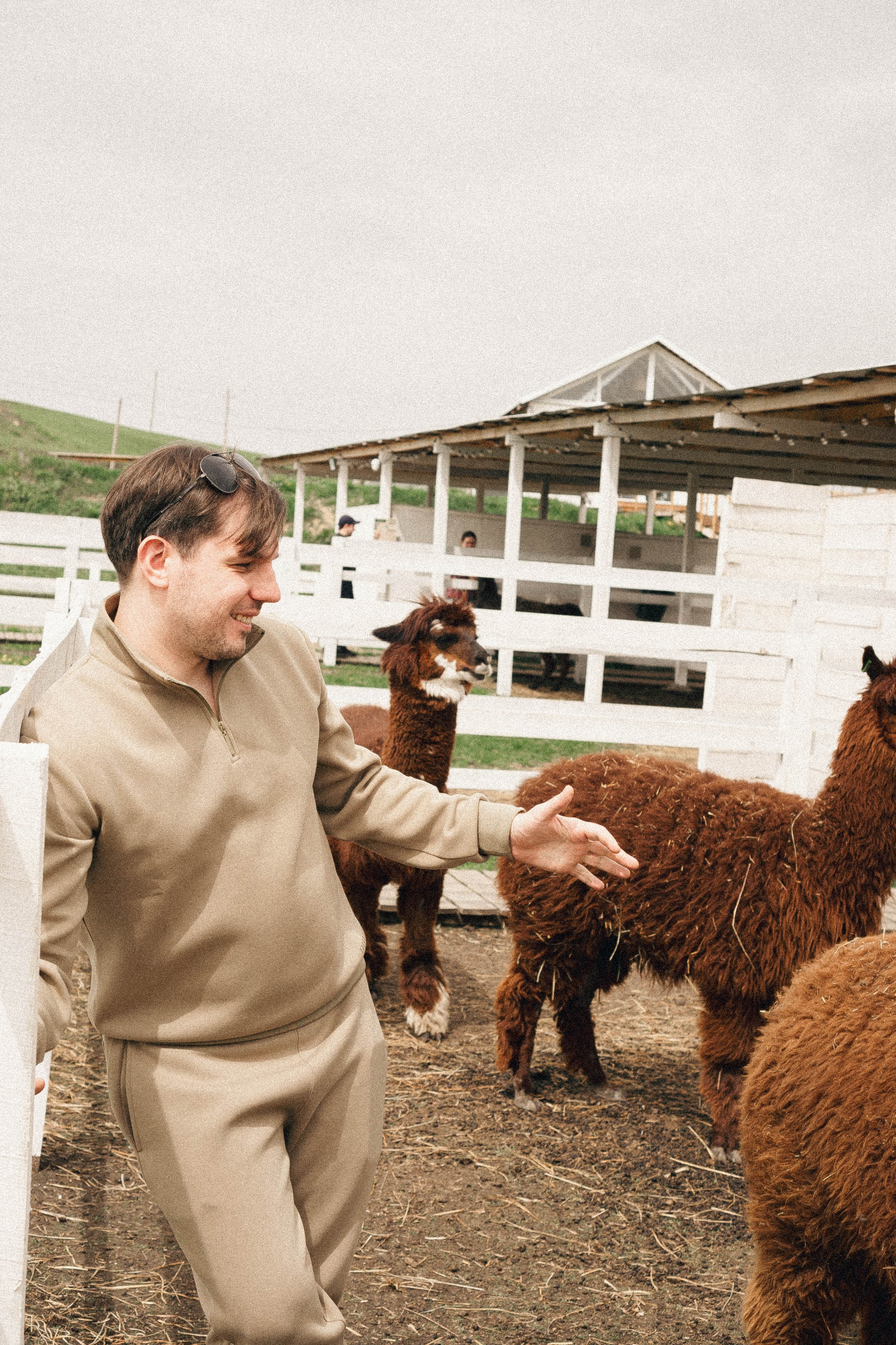 Ферма Альпак. Профессиональный фотограф, Санкт-Петербург — Виктория Богомолова