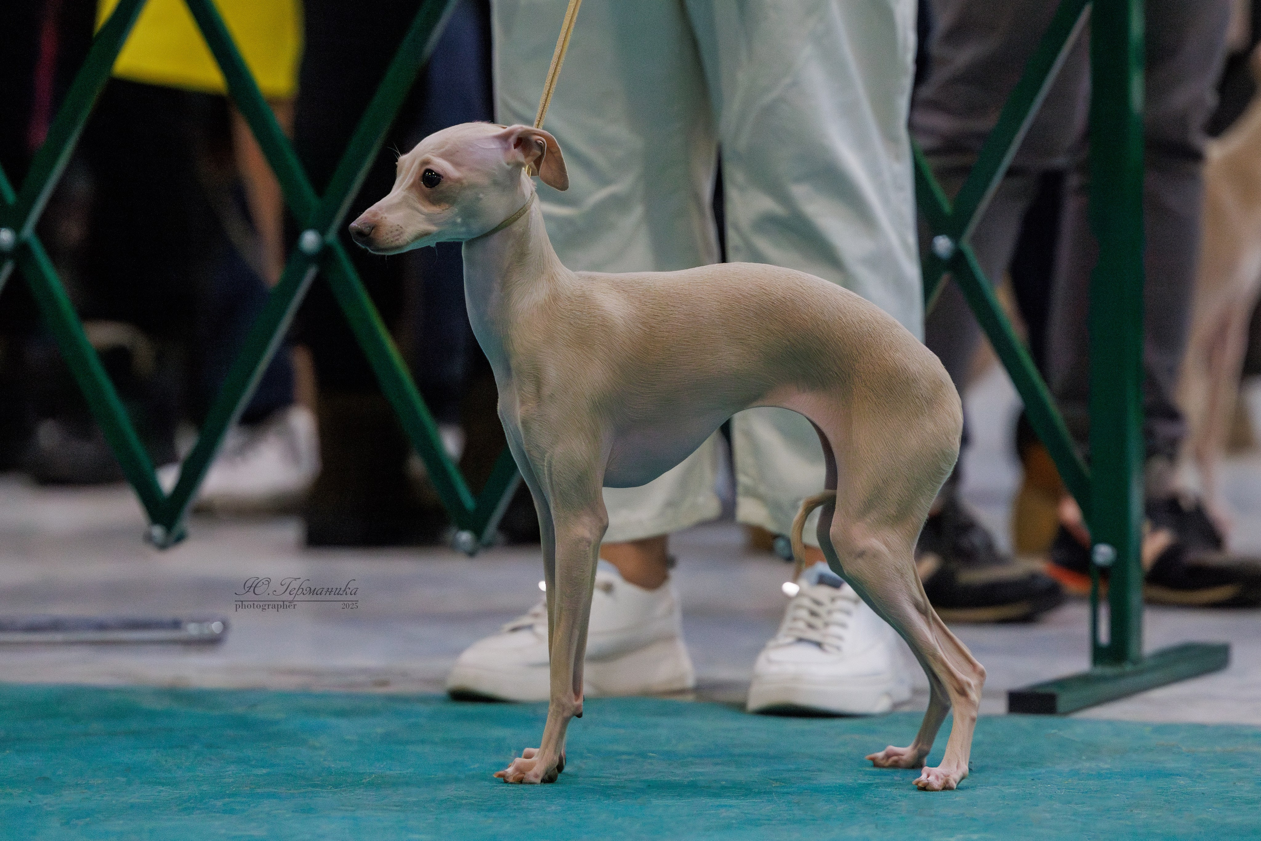 Питер ротвейлеры 18.01,Крокус 19.01.2025. Фотограф-анималист Юлия Германика
