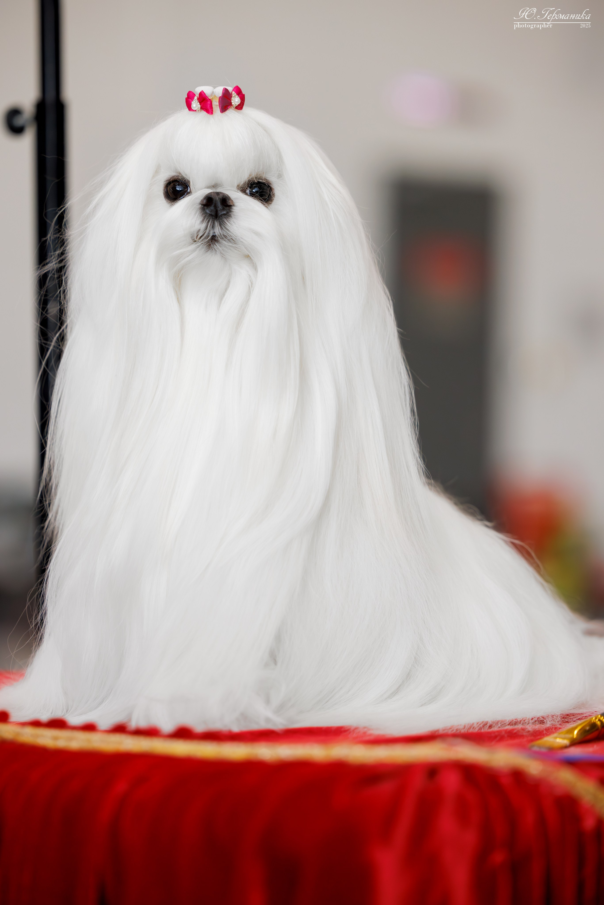 Астана 2хCACIB 3-4.05.2025. Фотограф-анималист Юлия Германика