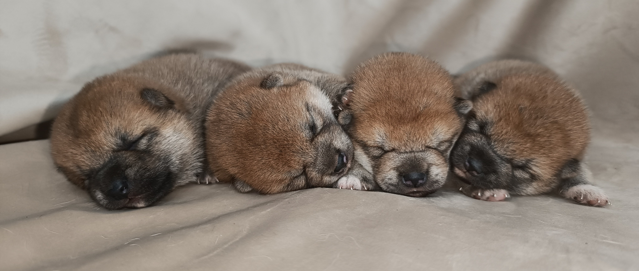 сиба питомник Рубилайт щенки на продажу rubylight  сиба щенки купить СПб Санкт-Петербург 