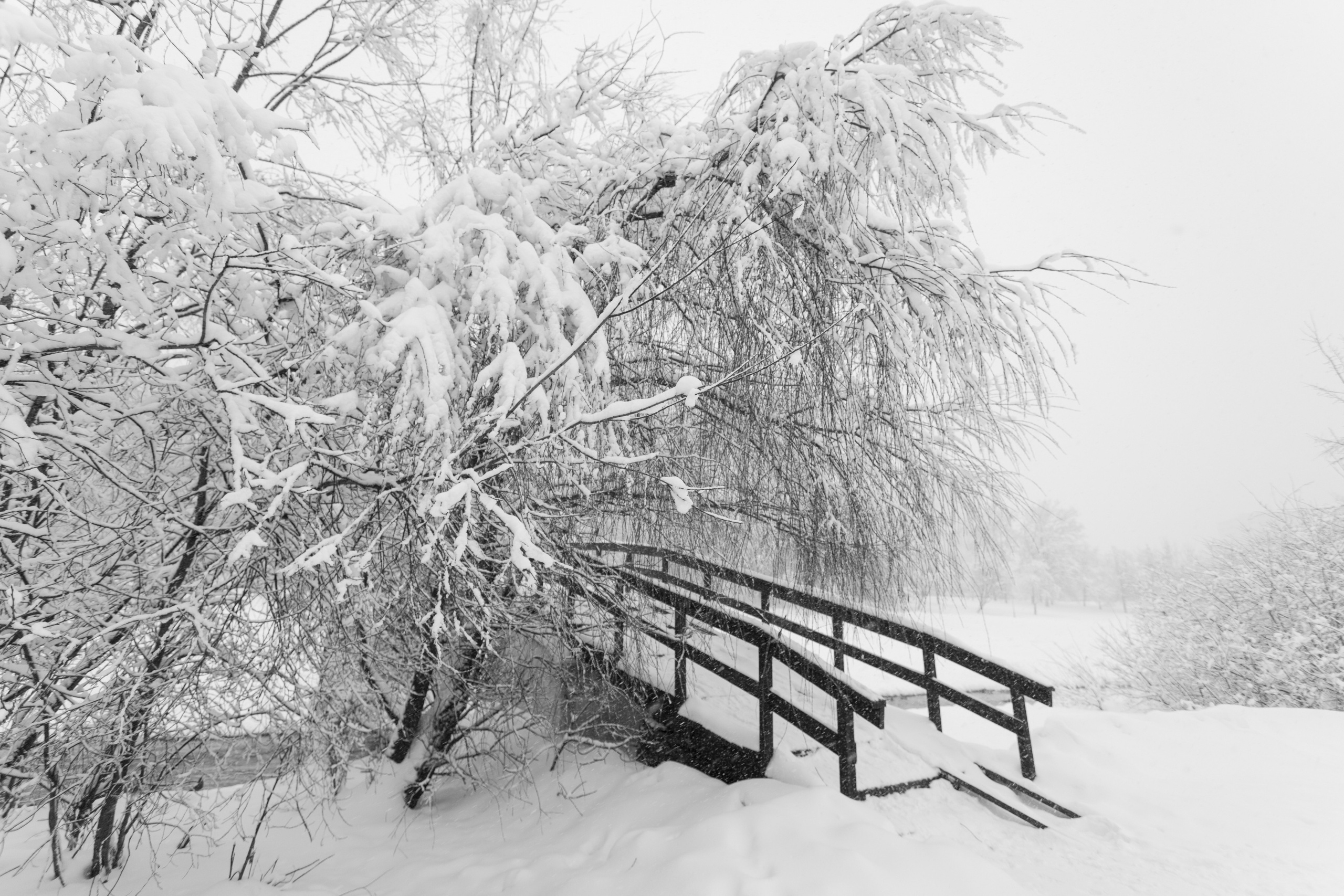 Зима, парк, сквер по Олонецкому проезду, Москва