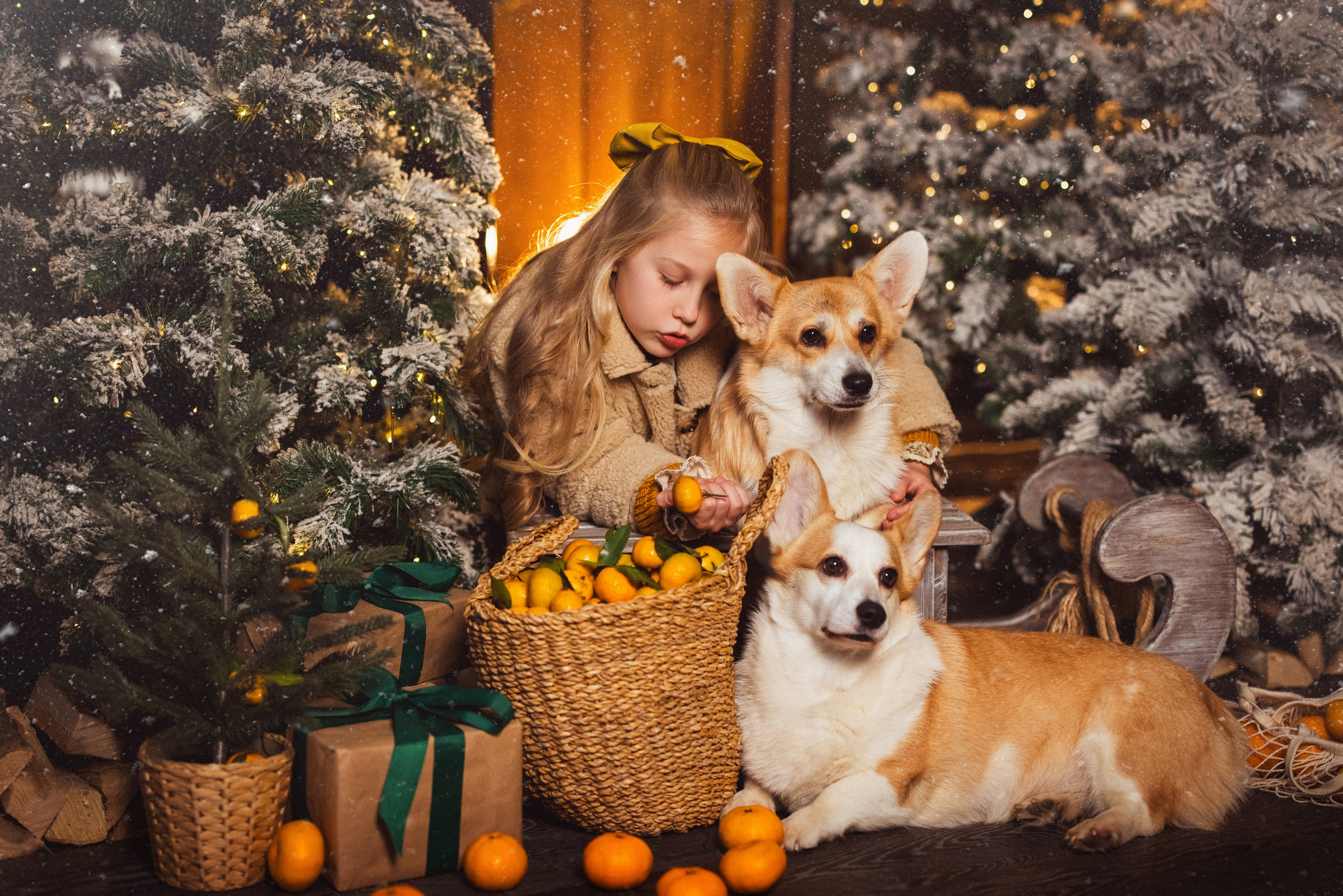 Фотосессия с собачками Корги в зимних декорациях фотостудии «Майя», город Краснодар. Семейный и детский фотограф в Краснодаре Анна Трашкова