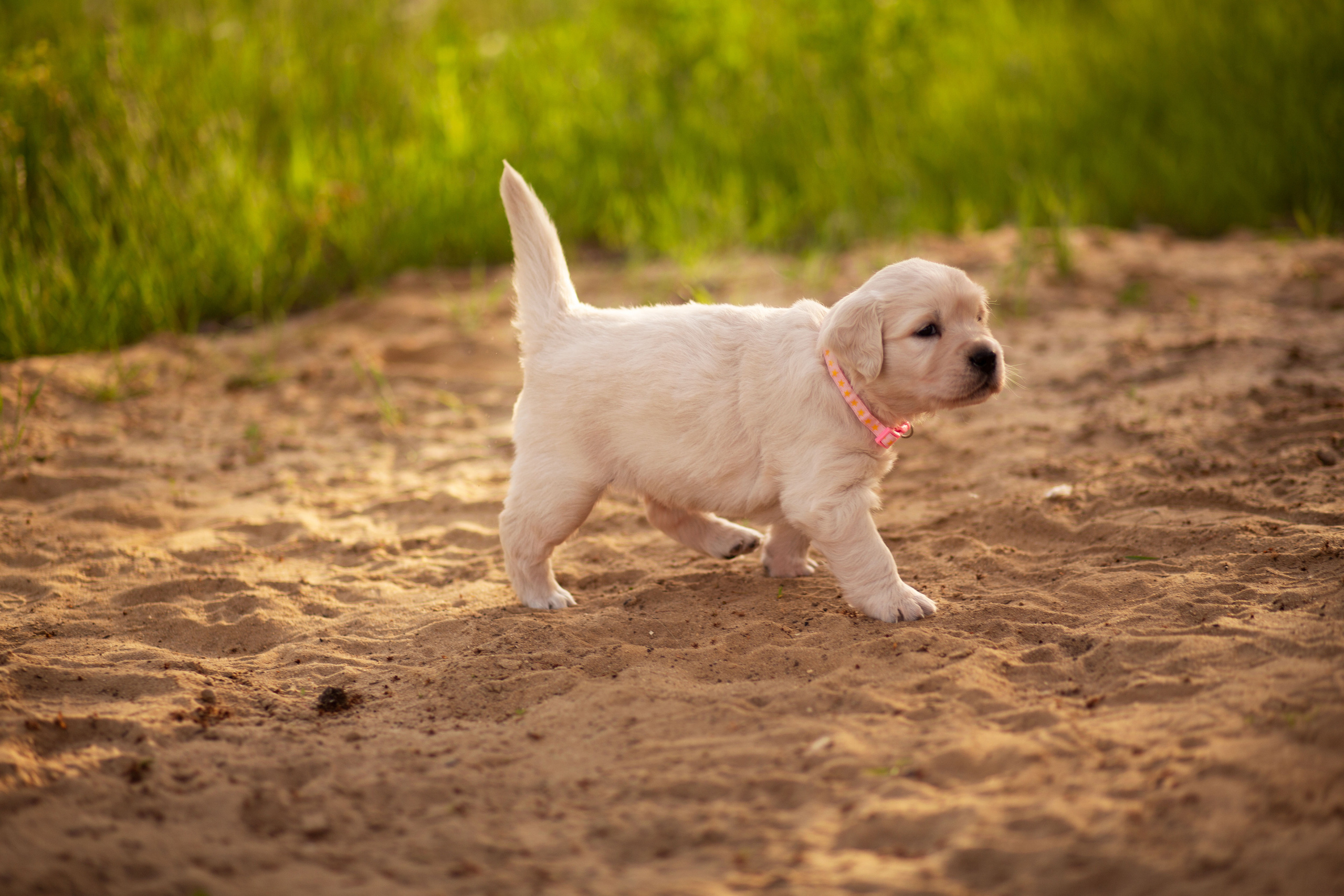 Голден-ретривер, 1 месяц