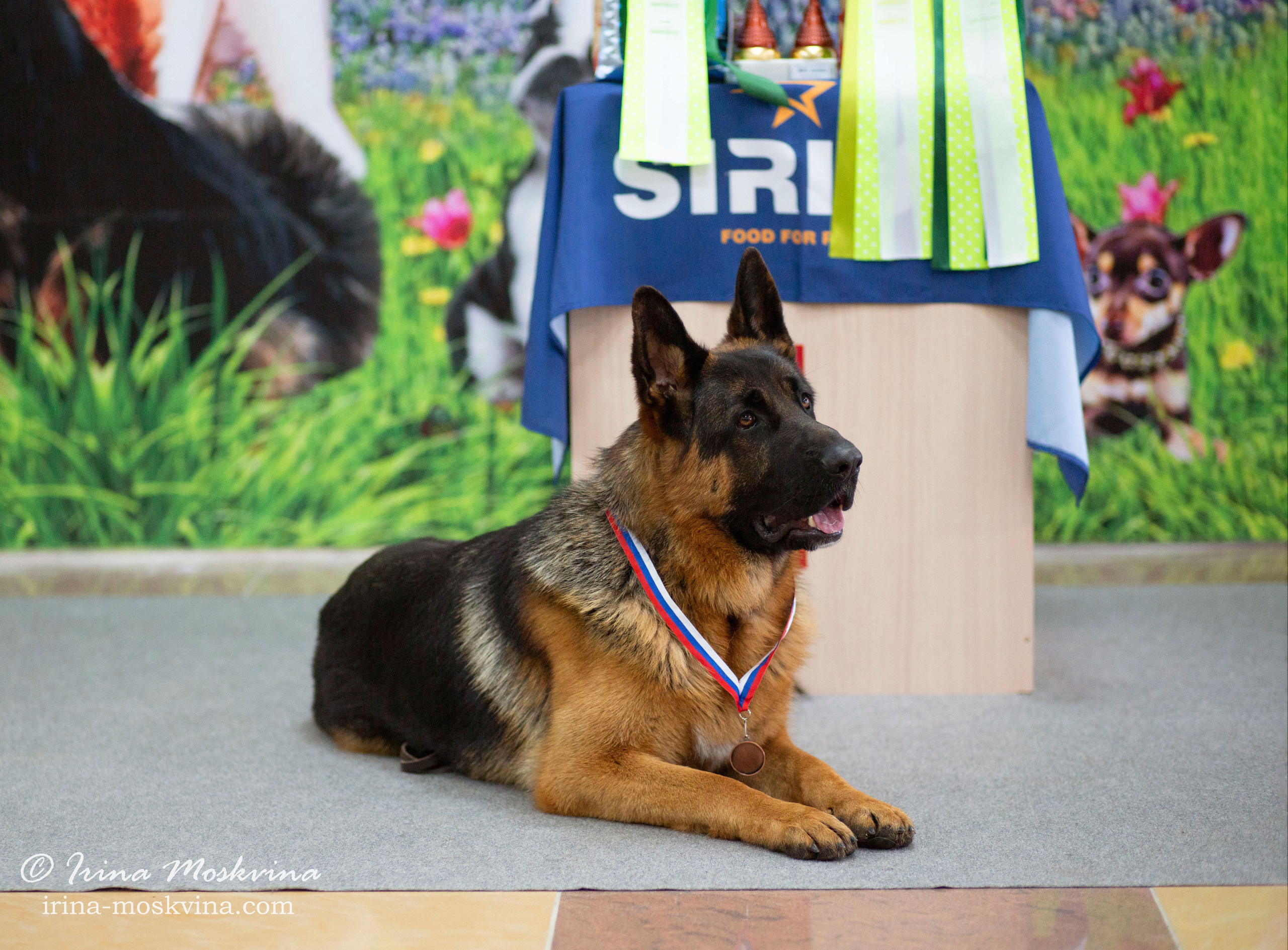 Немецкая овчарка Вайт Кастл Аксфорд