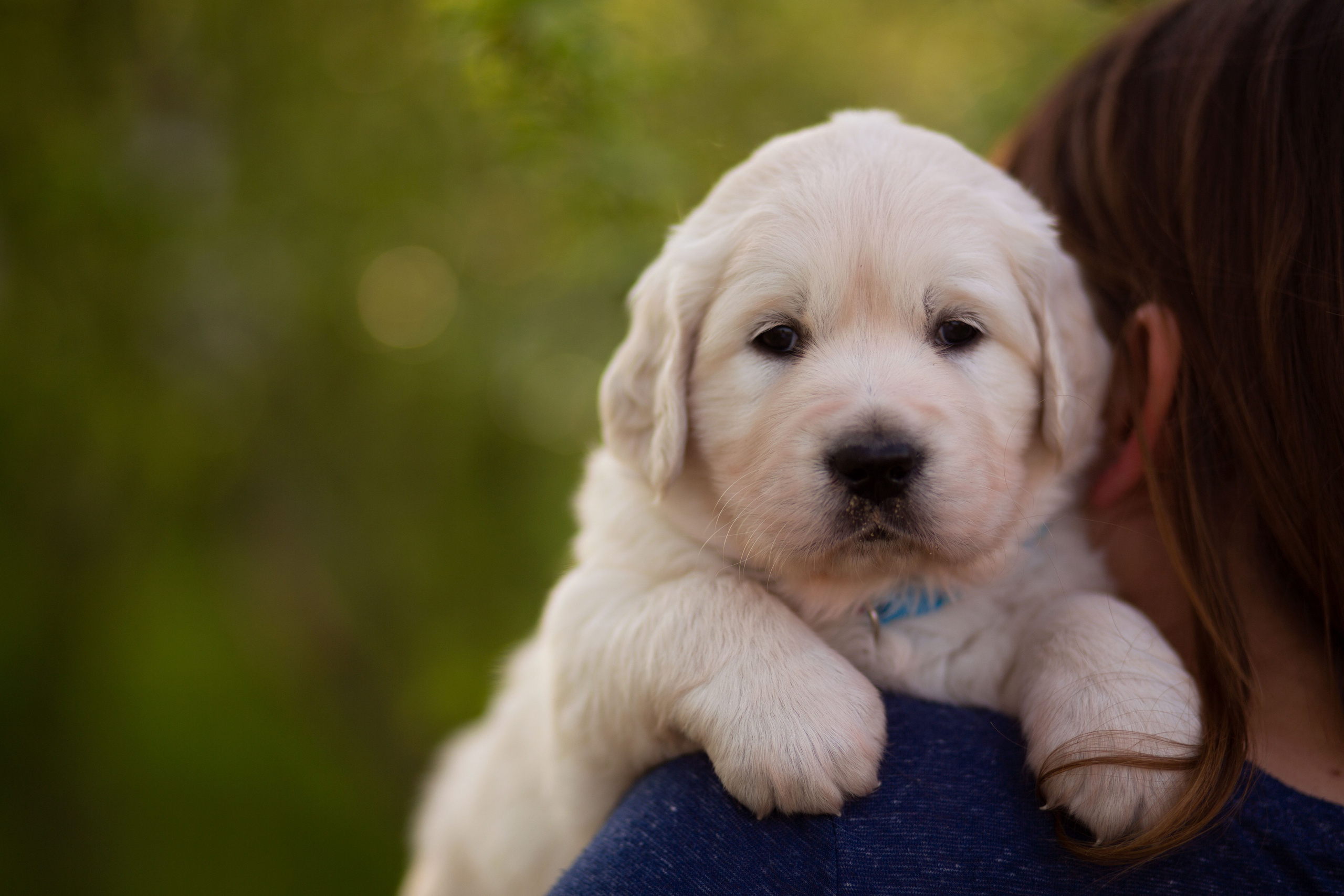 Голден-ретривер, 1 месяц
