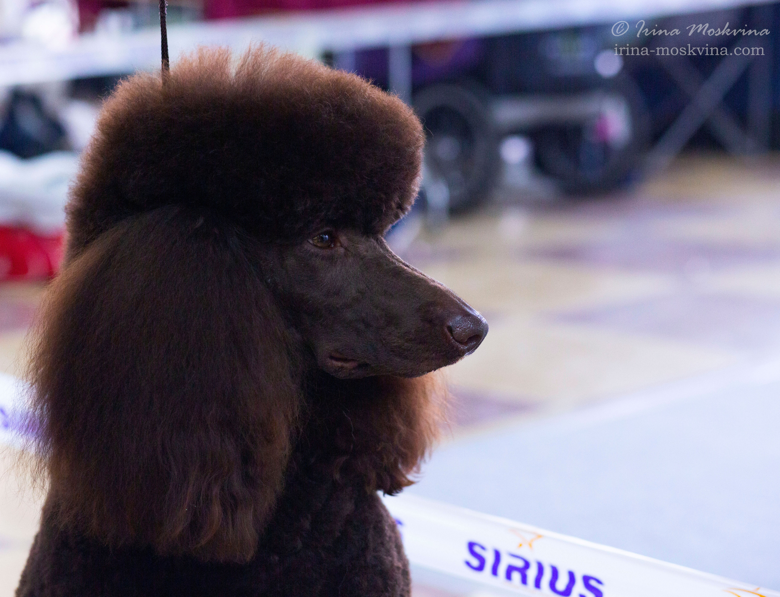 Белгород | САСIВ | 04.04.21. Ирина Москвина | фотограф | Москва