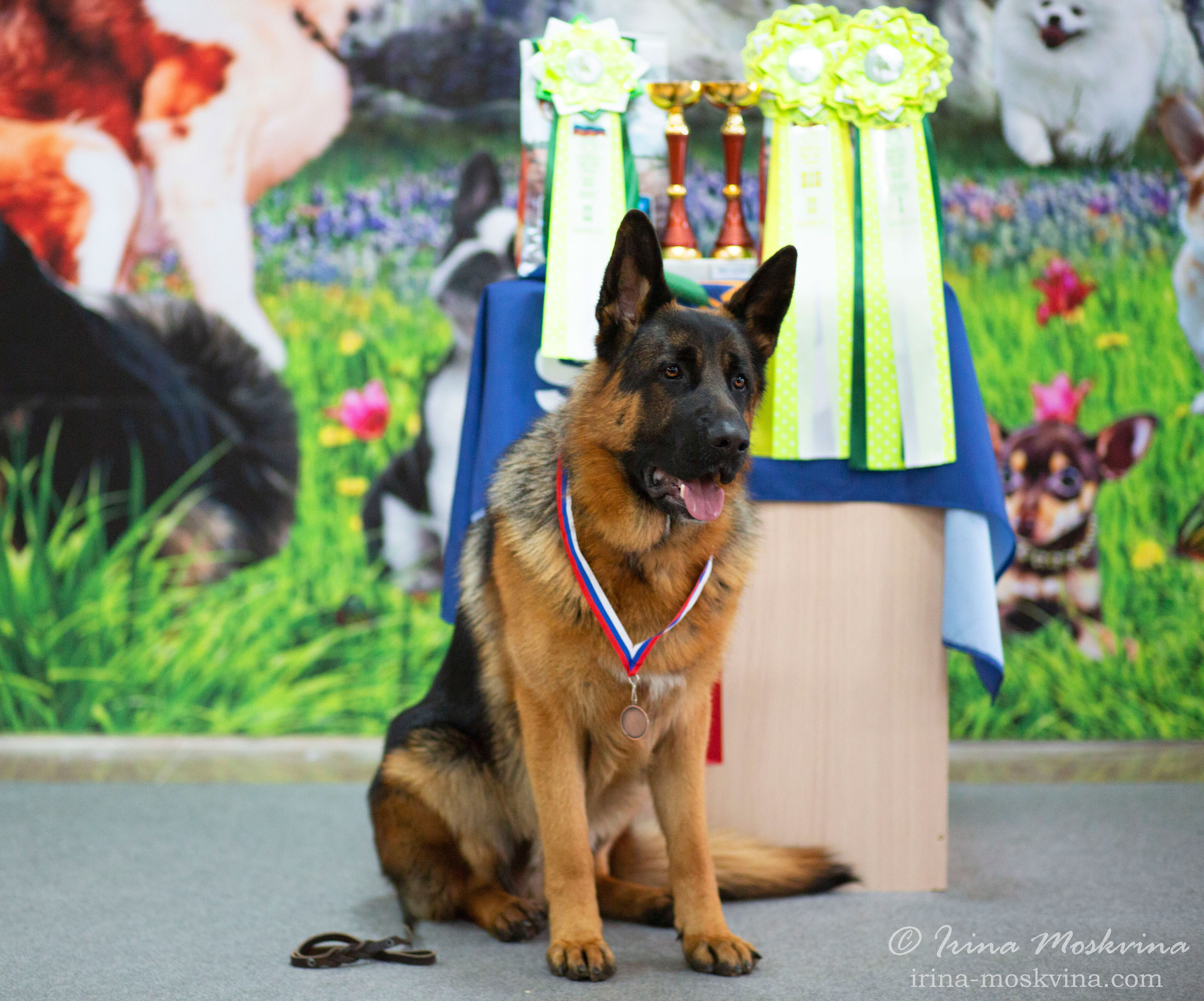 Немецкая овчарка Вайт Кастл Аксфорд