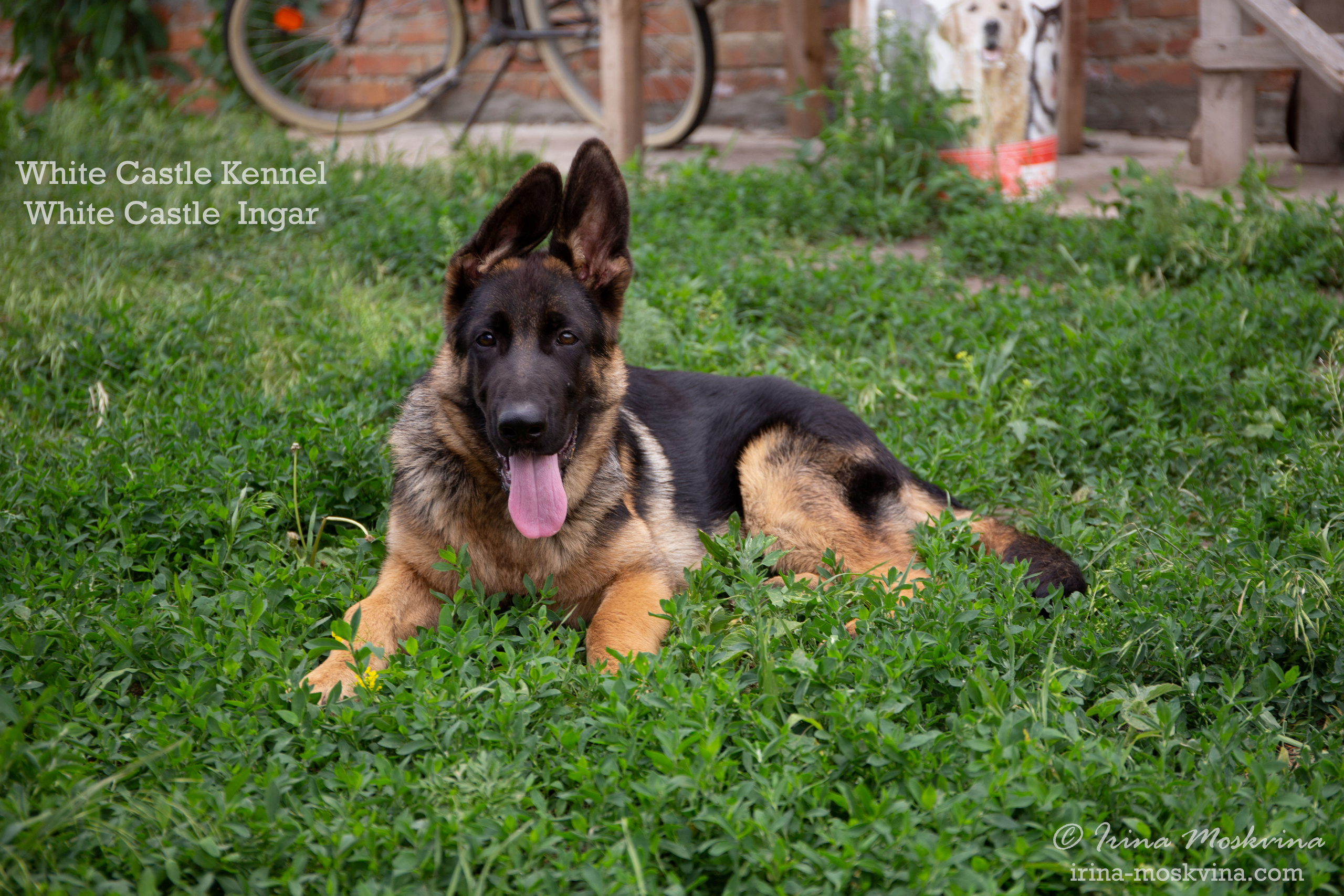 White Castle Ingar 4,5 месяца