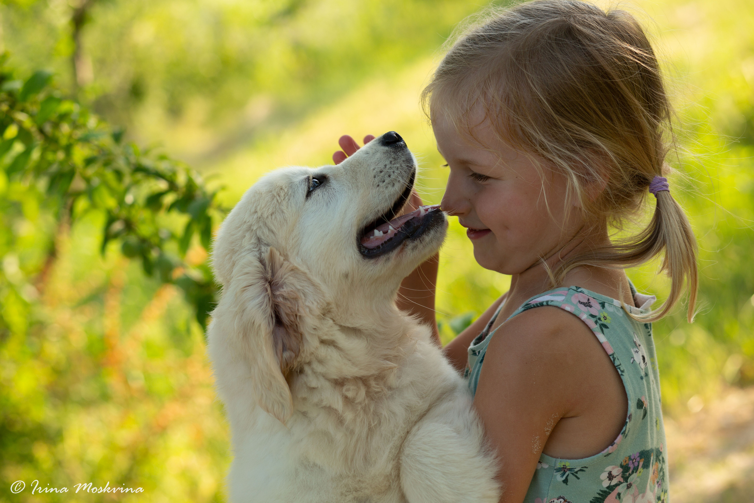 Голден-ретривер, 2 месяца